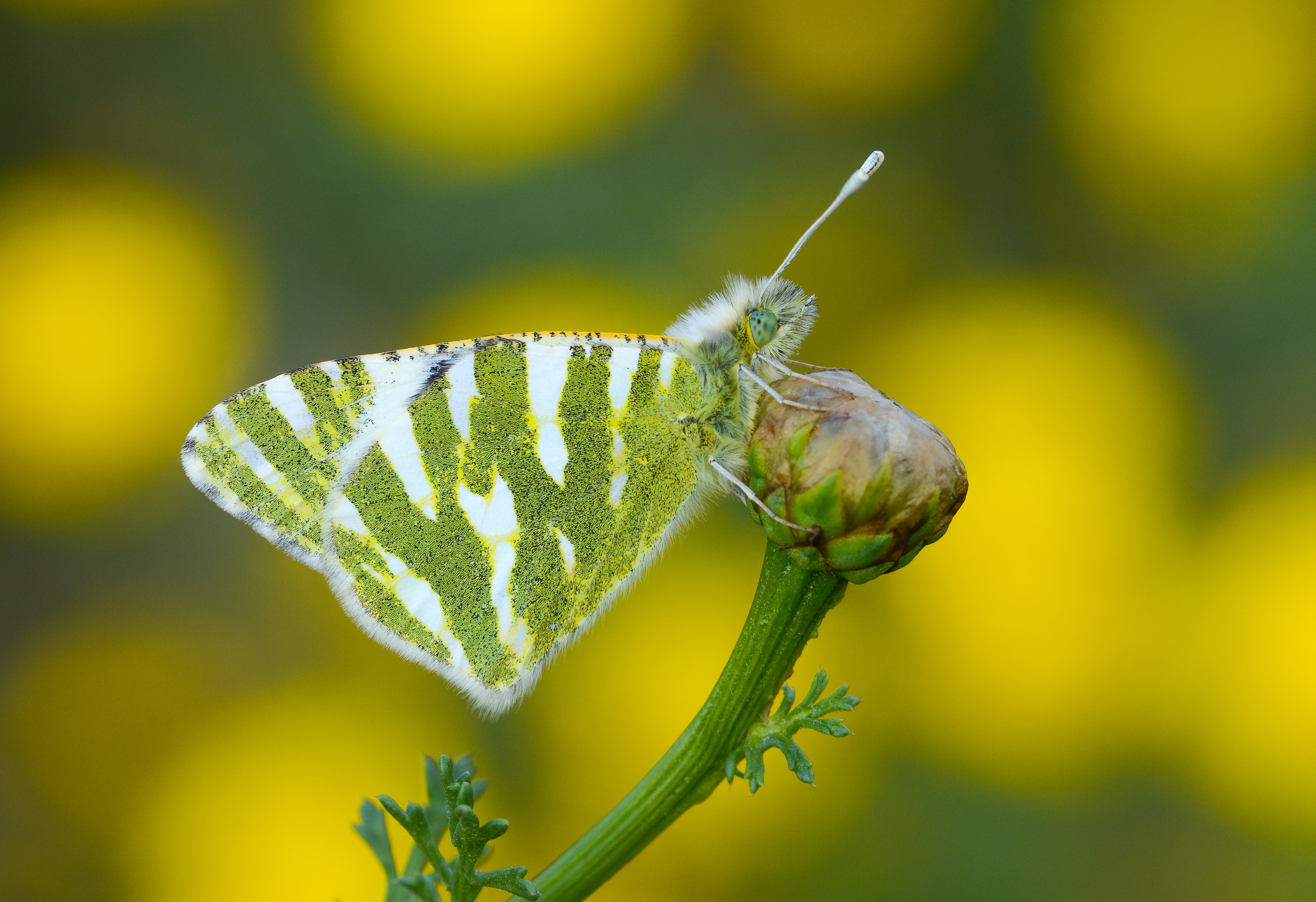 Euchloe belemia (Akdeniz Oyklösü) butterfly photo