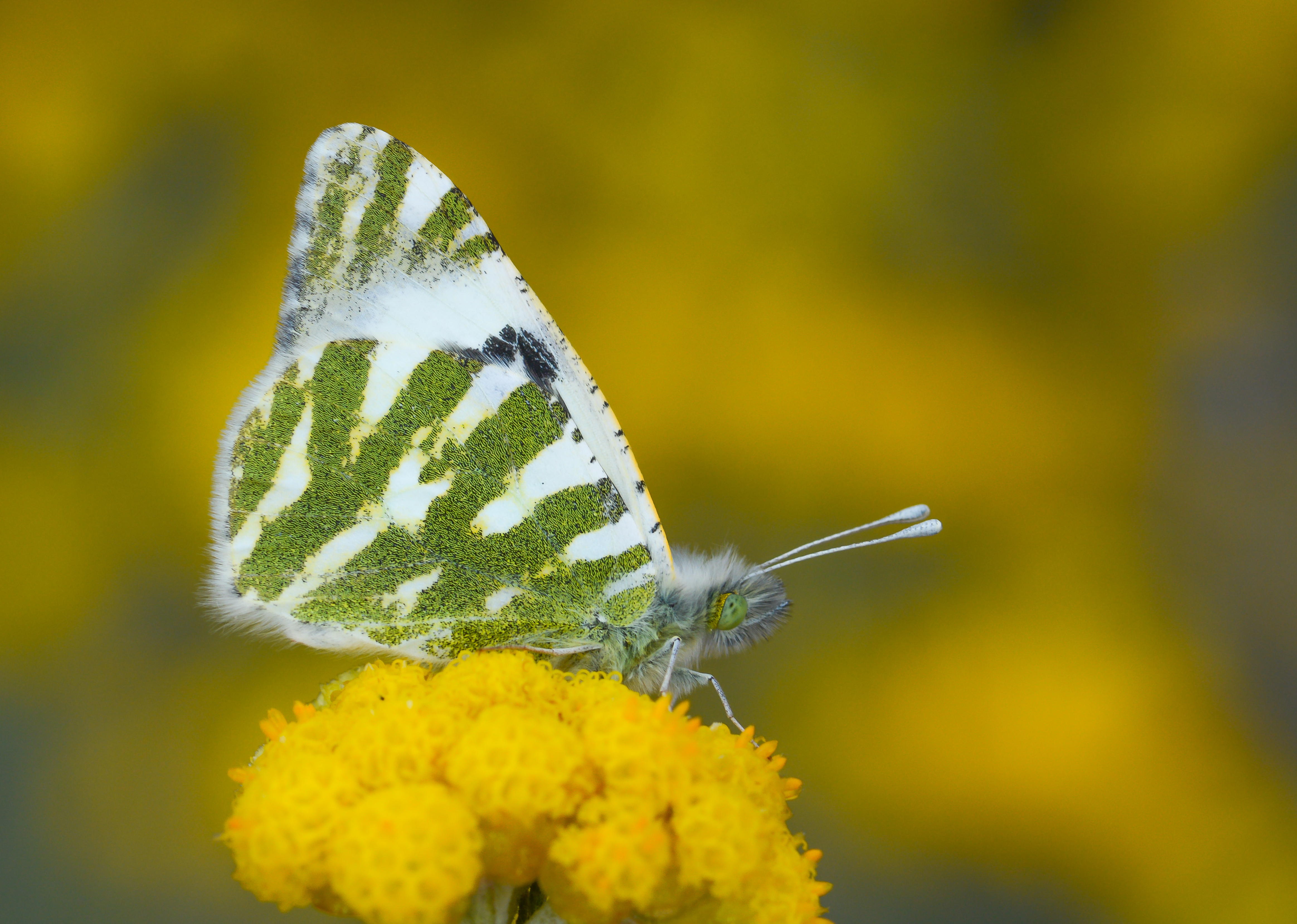 Euchloe belemia (Akdeniz Oyklösü) butterfly photo