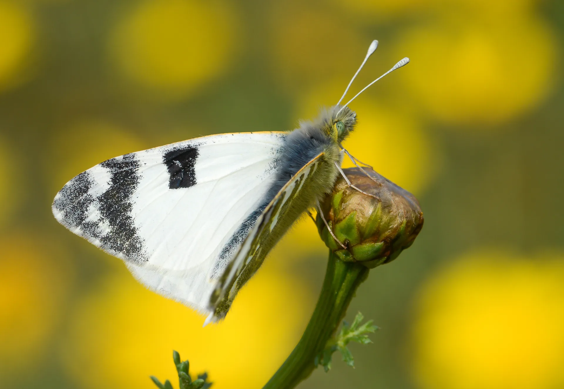 Euchloe belemia (Akdeniz OyklÃ¶sÃ¼) butterfly photo