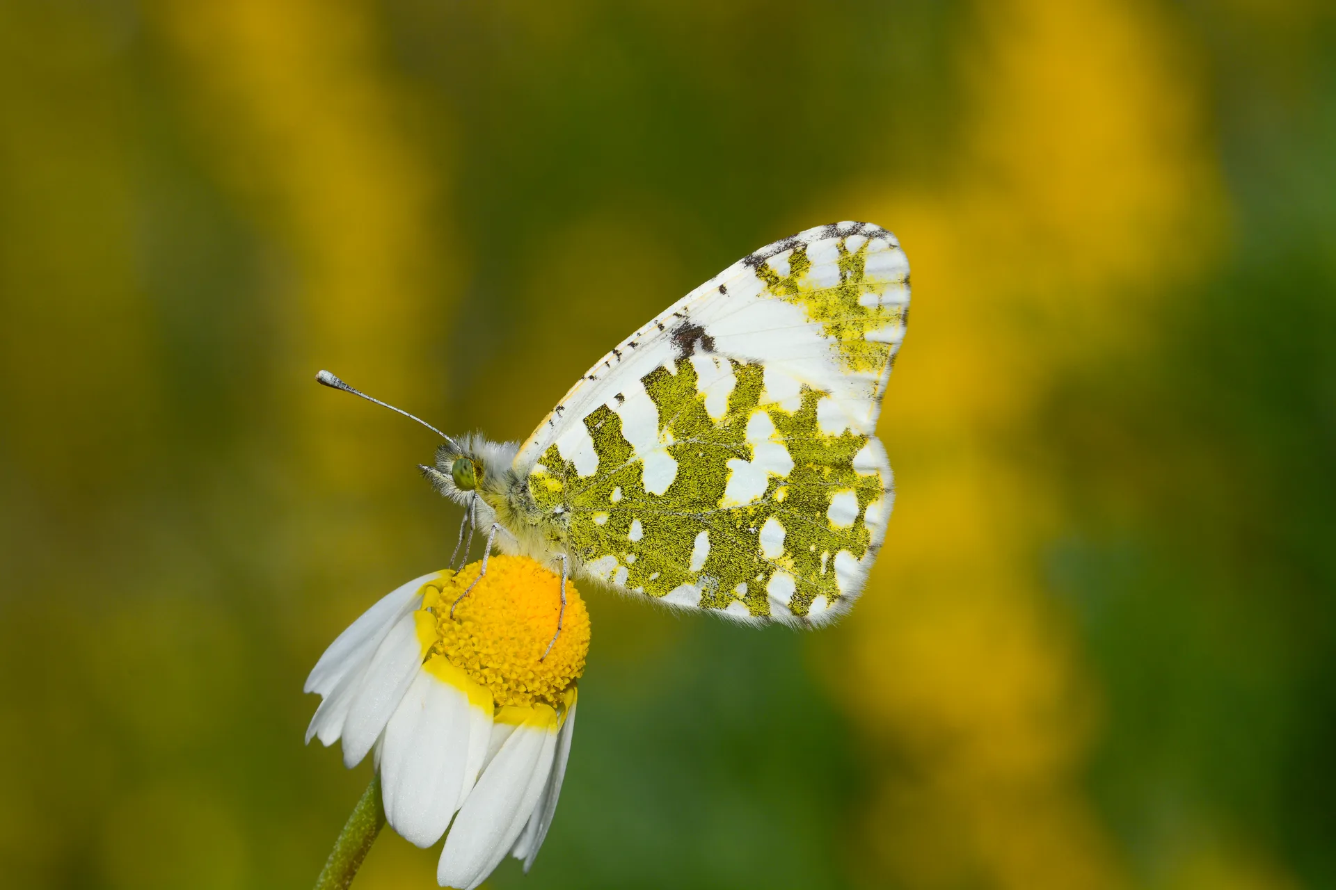 Euchloe crameri butterfly photo
