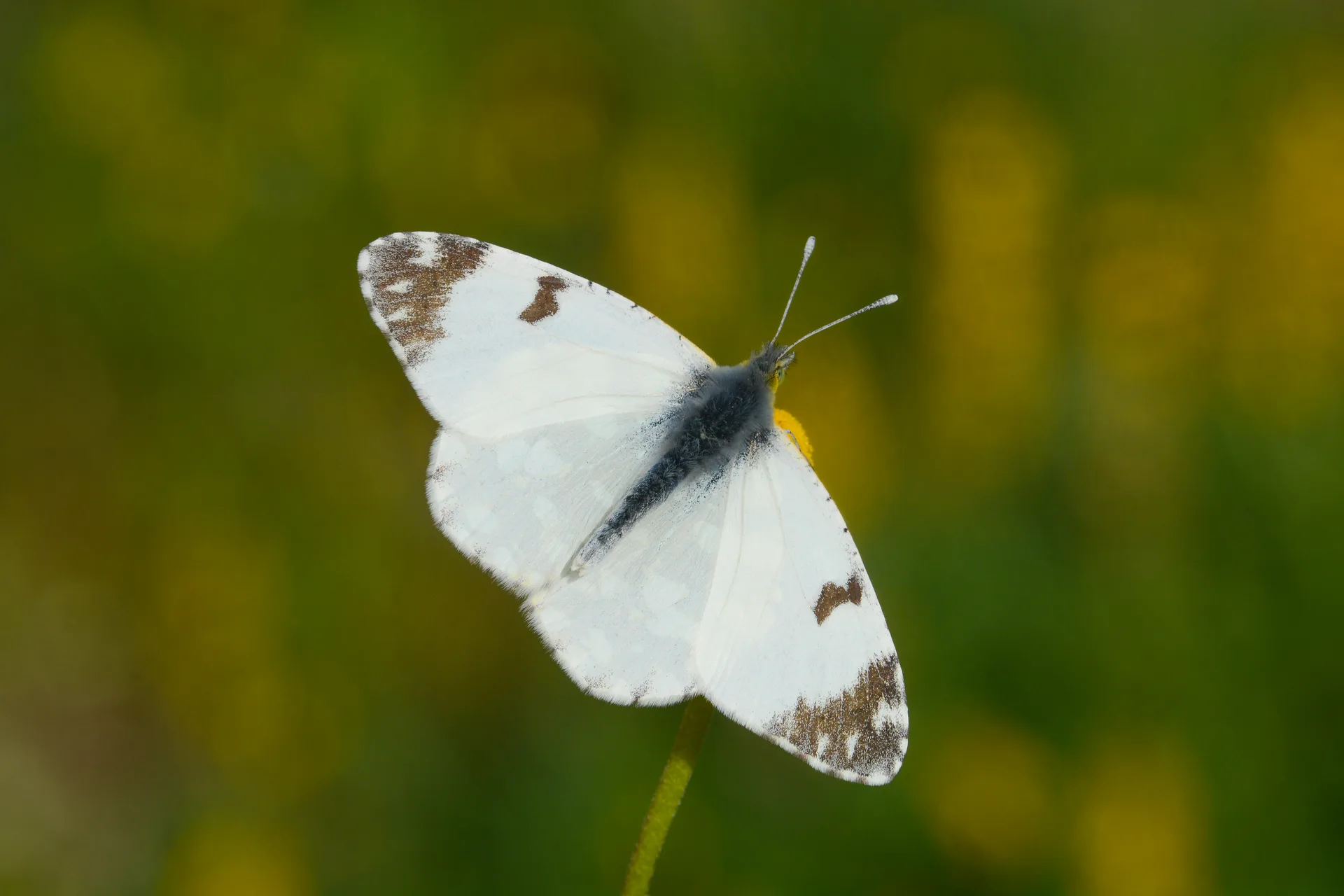Euchloe crameri butterfly photo