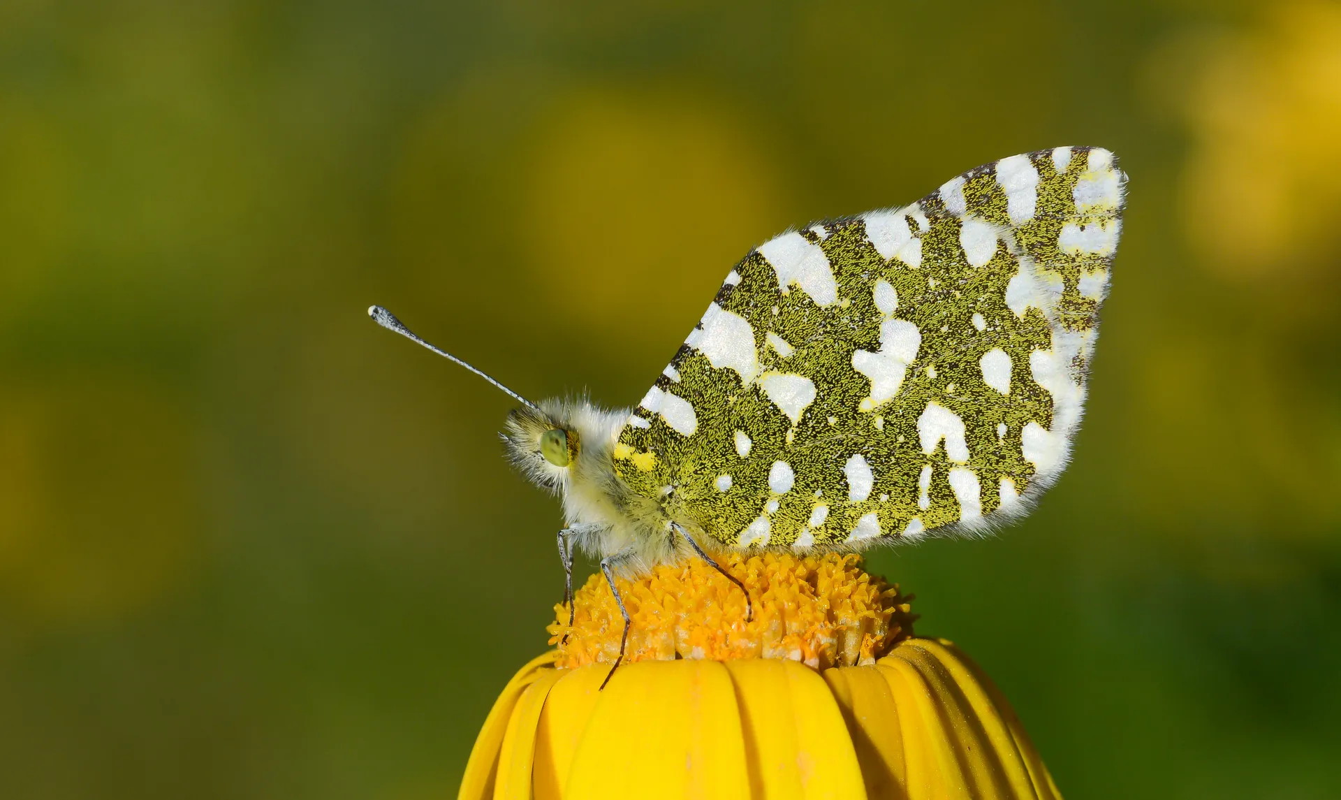 Euchloe crameri butterfly photo
