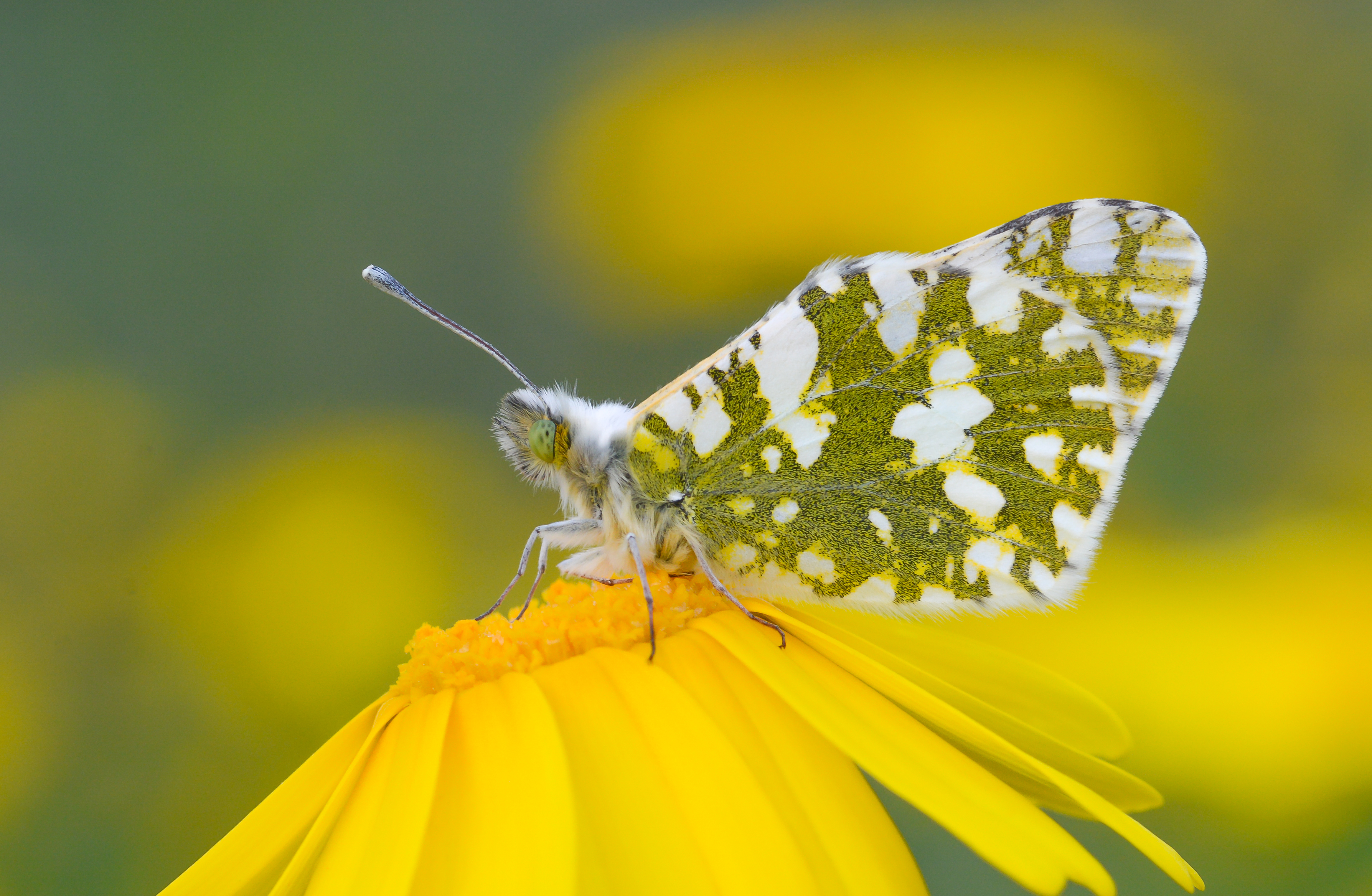 Euchloe crameri butterfly photo