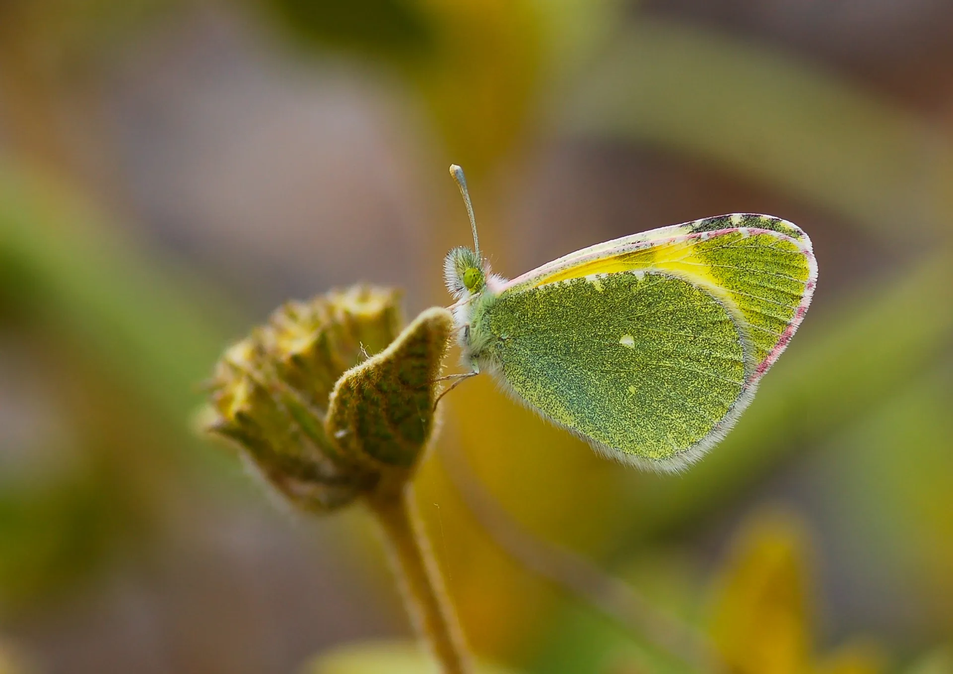 Euchloe penia (Doğu Elfinstonyası) butterfly photo