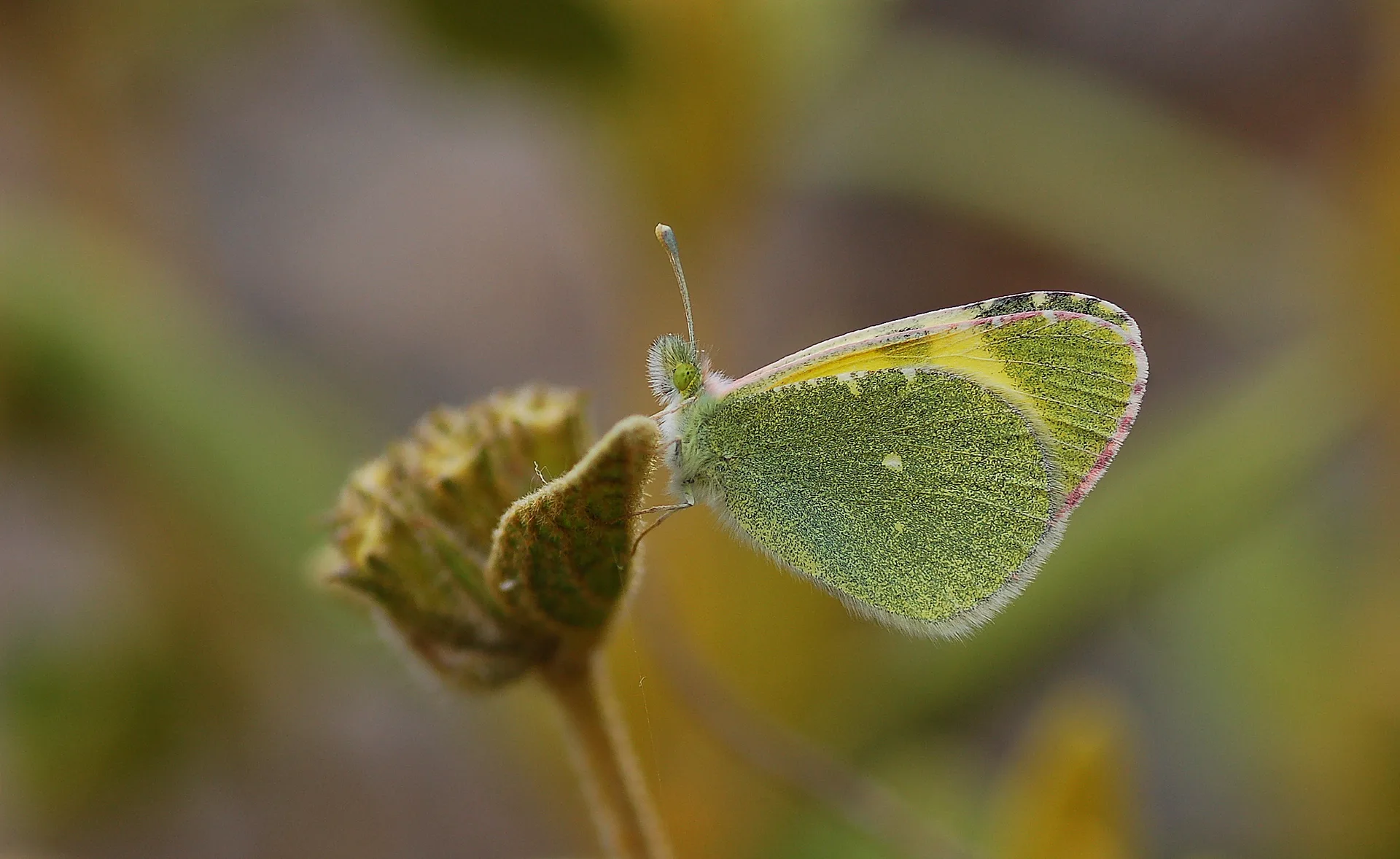 Euchloe penia (DoÄŸu ElfinstonyasÄ±) butterfly photo