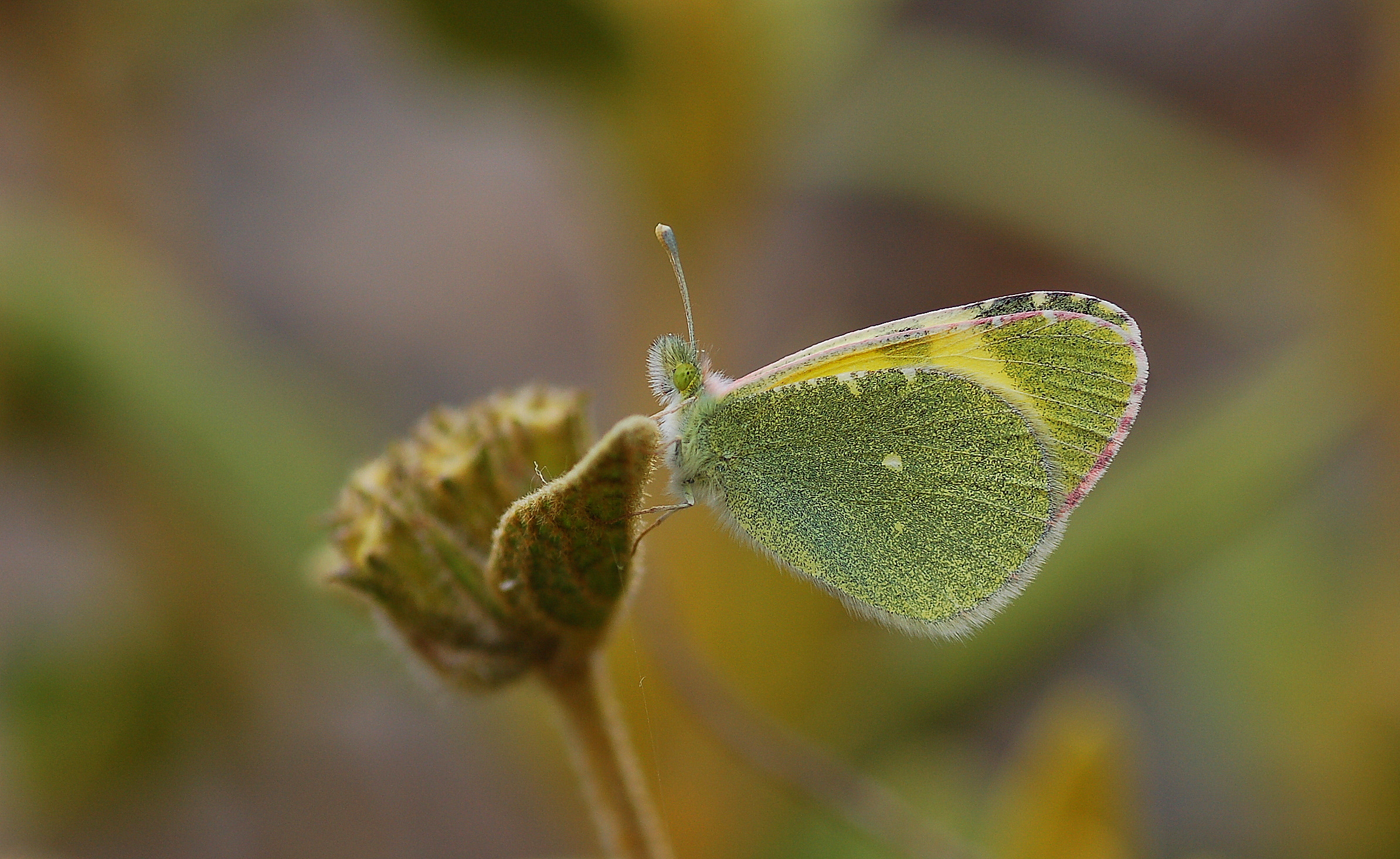 Euchloe penia (Doğu Elfinstonyası) butterfly photo