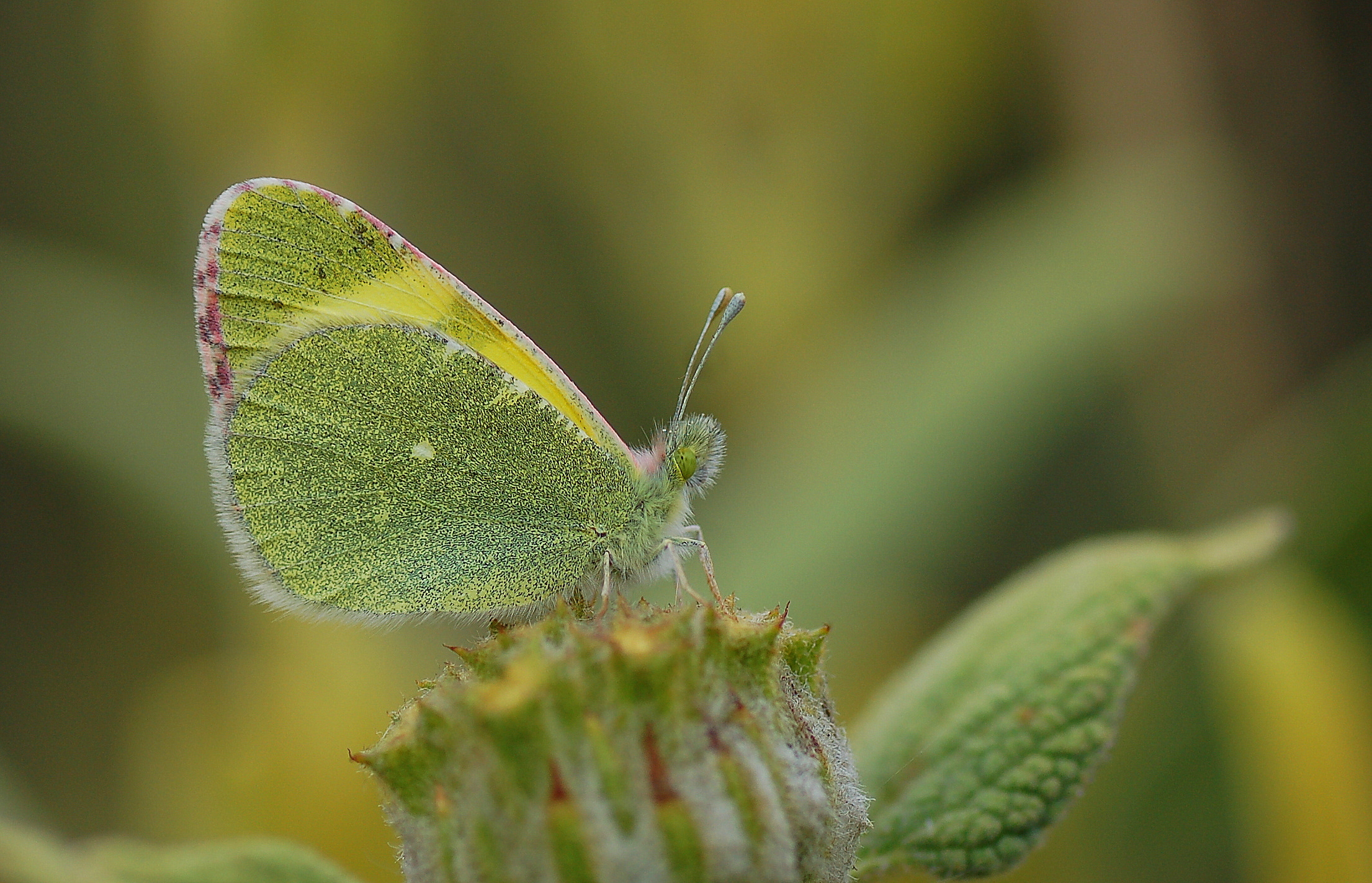 Euchloe penia (Doğu Elfinstonyası) butterfly photo