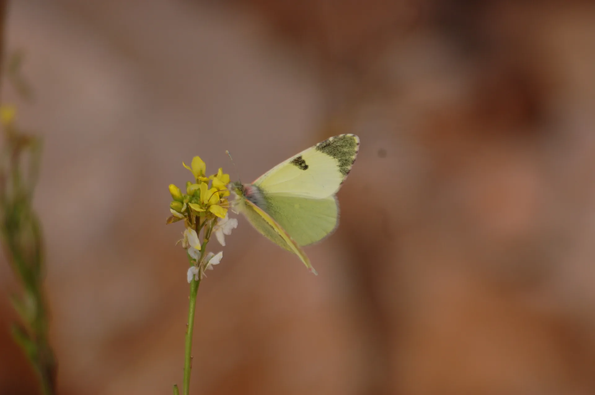 Euchloe penia (DoÄŸu ElfinstonyasÄ±) butterfly photo