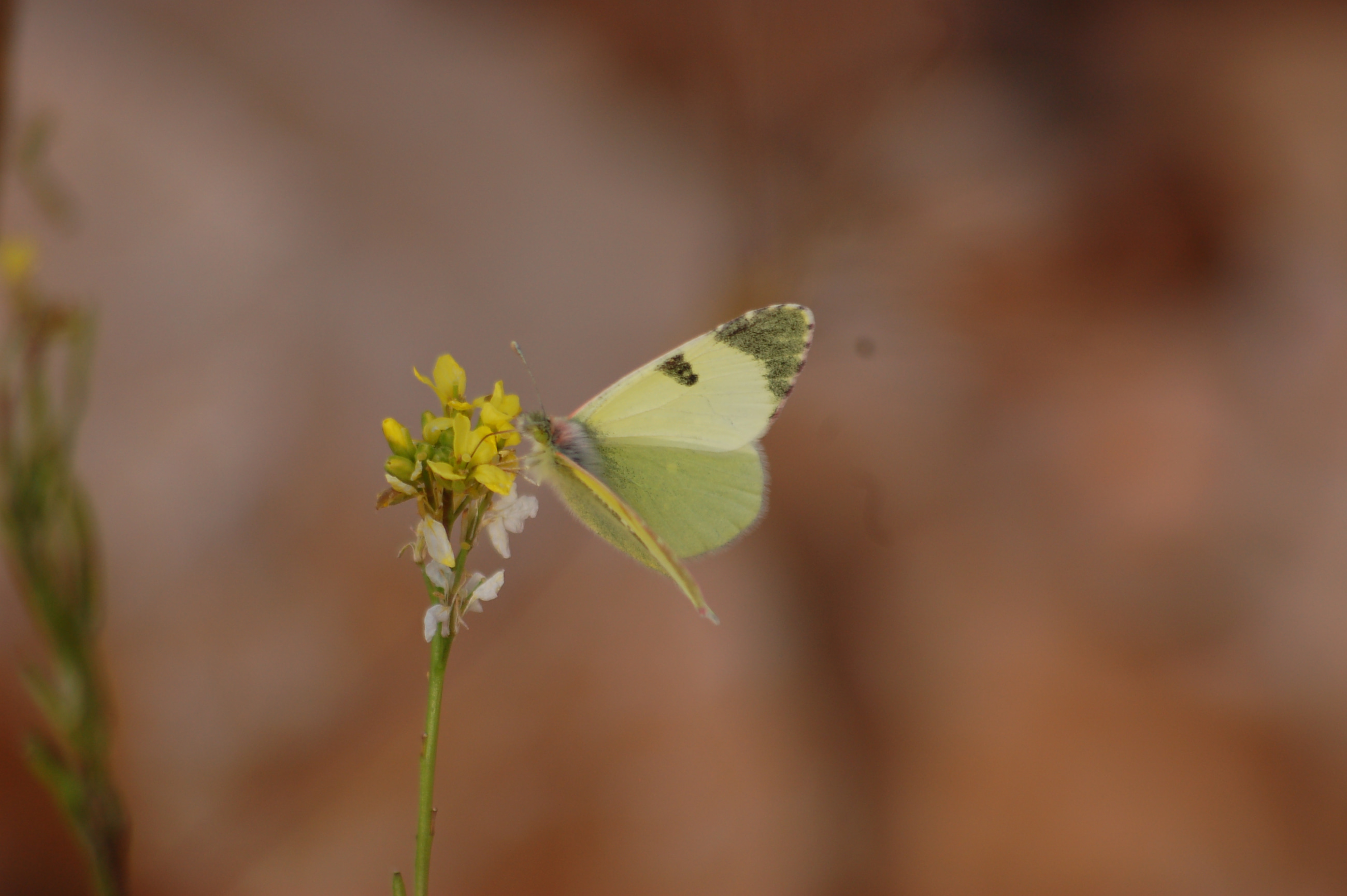 Euchloe penia (Doğu Elfinstonyası) butterfly photo