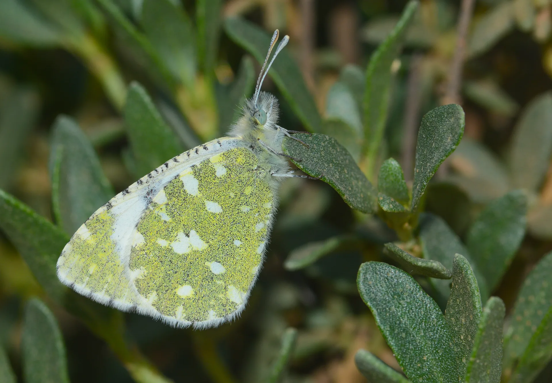 Euchloe tagis butterfly photo