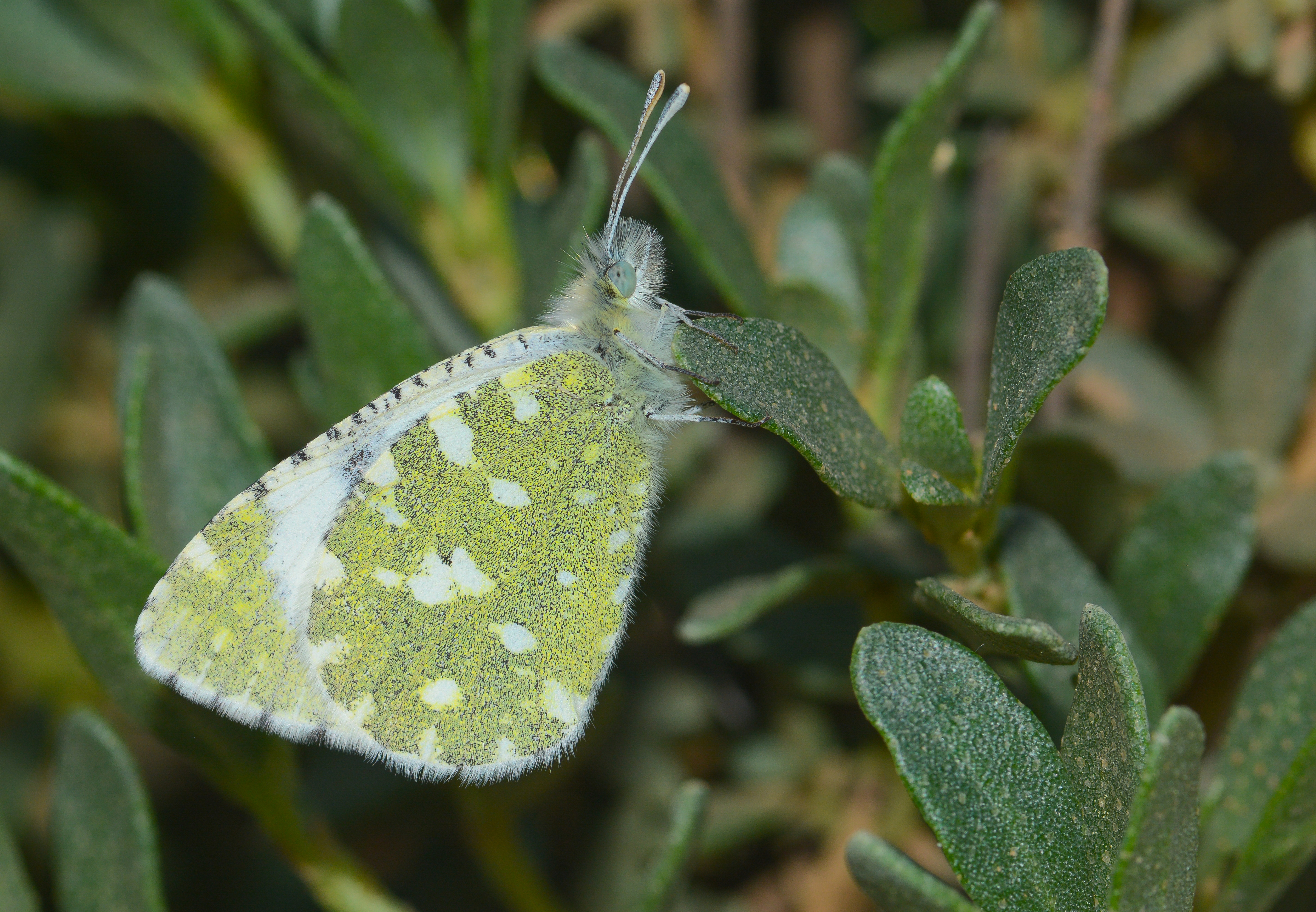 Euchloe tagis butterfly photo