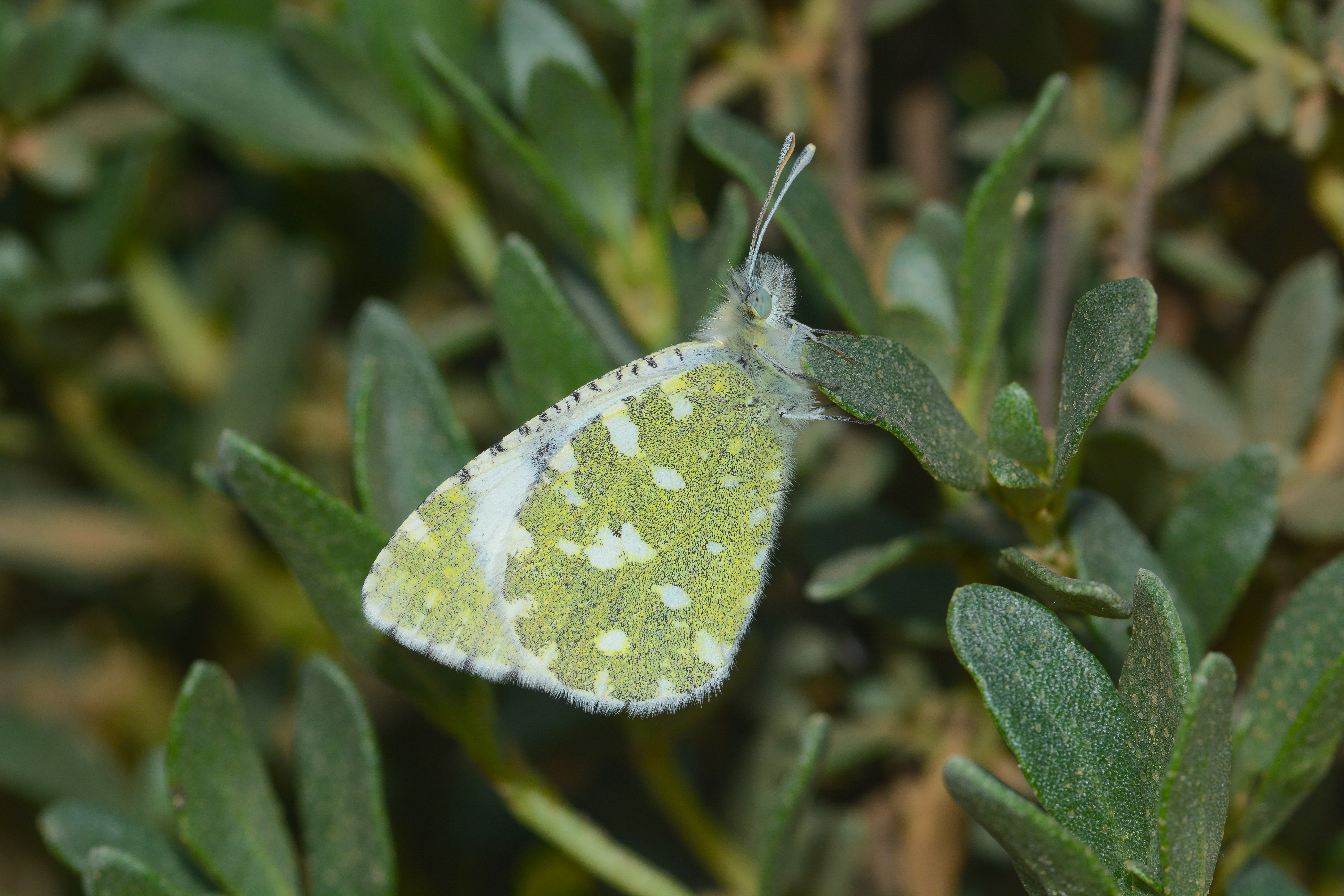 Euchloe tagis butterfly photo