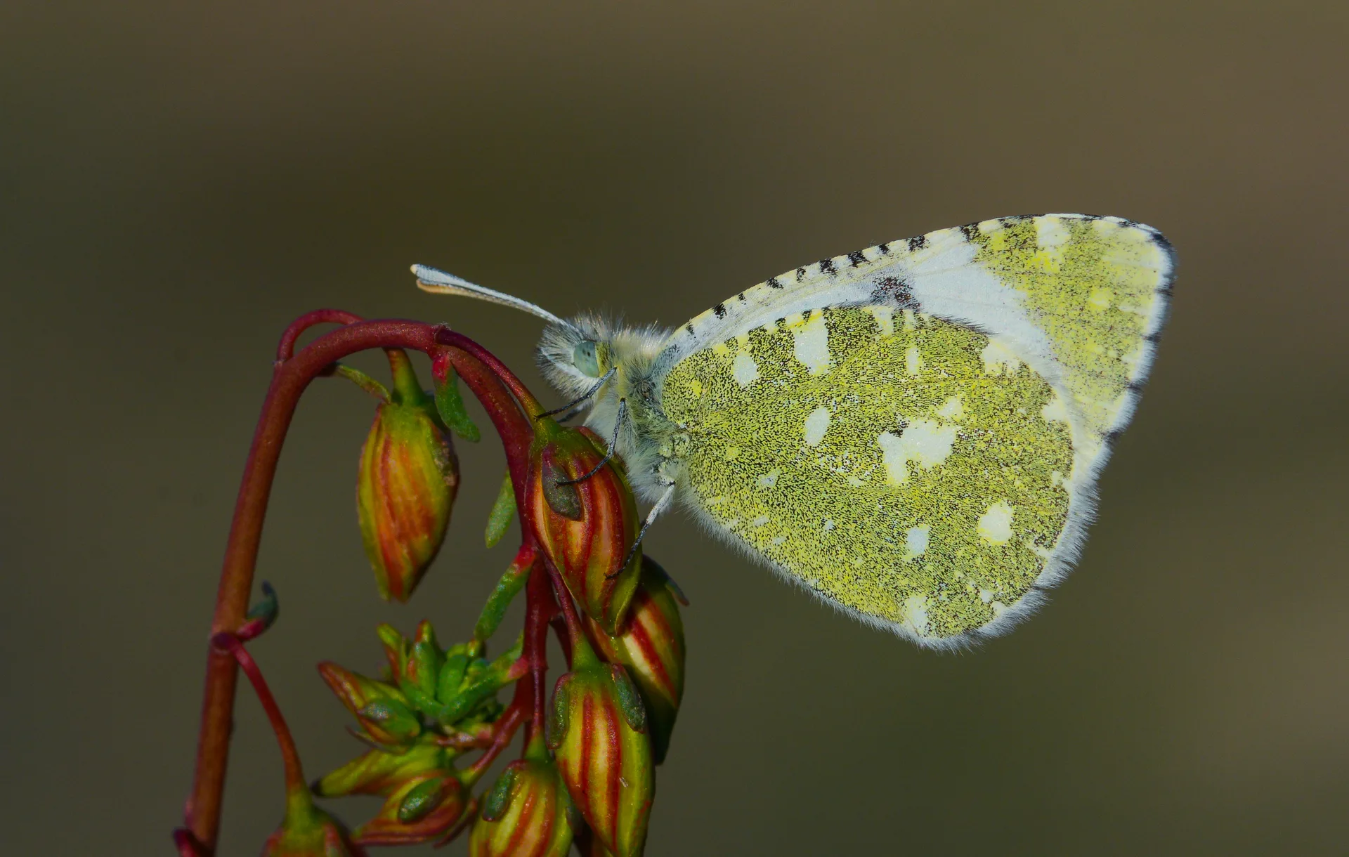Euchloe tagis butterfly photo