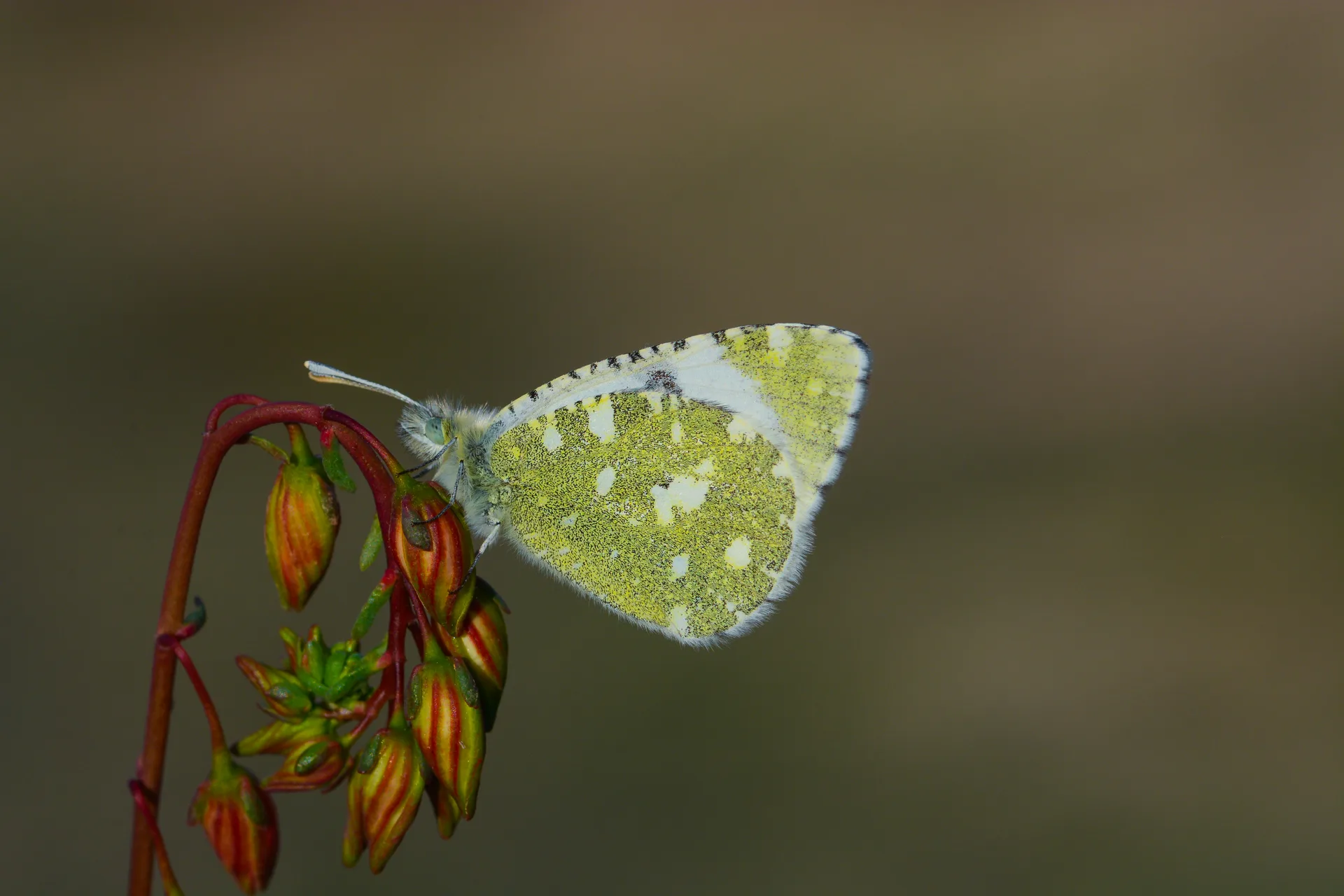 Euchloe tagis butterfly photo