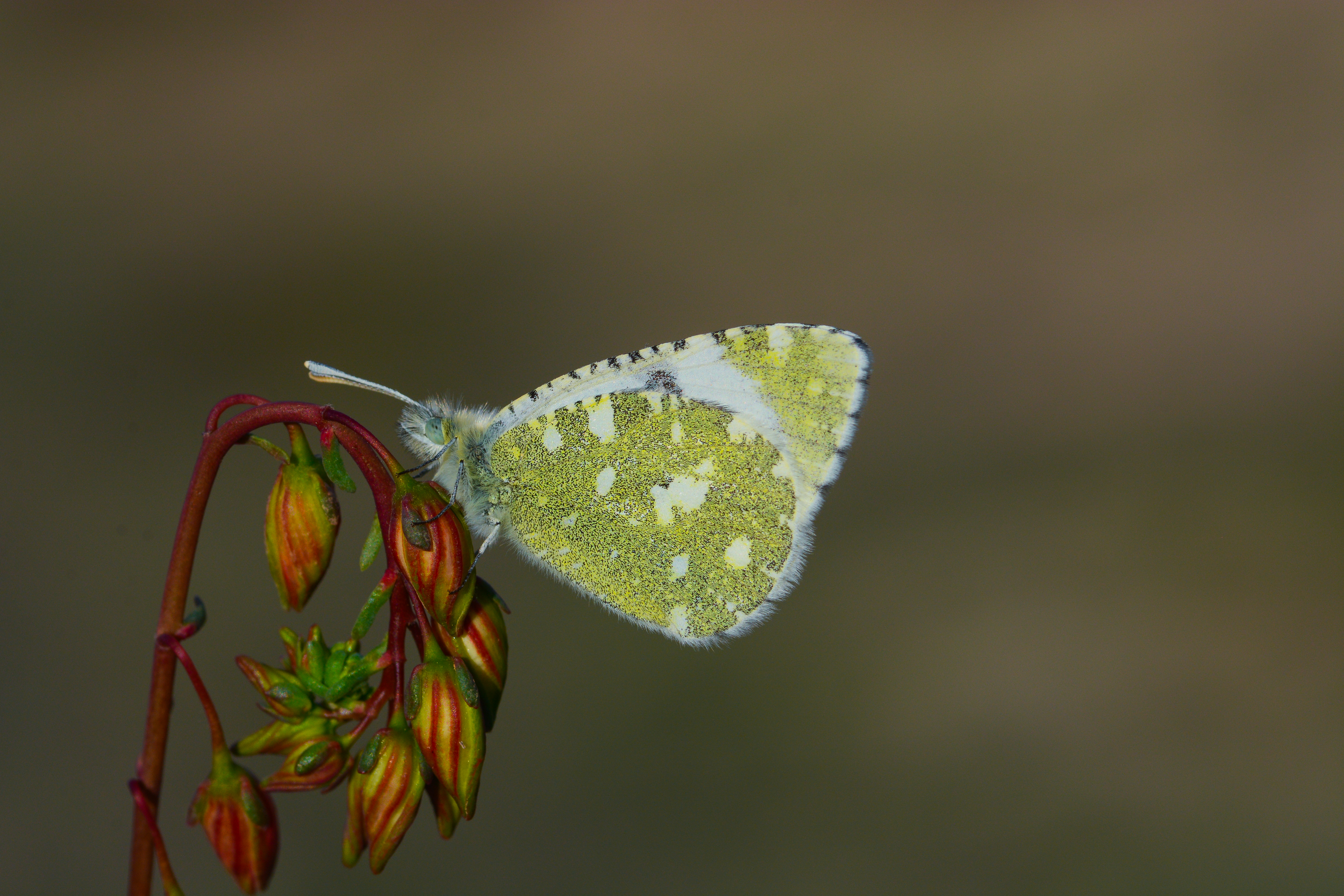 Euchloe tagis butterfly photo