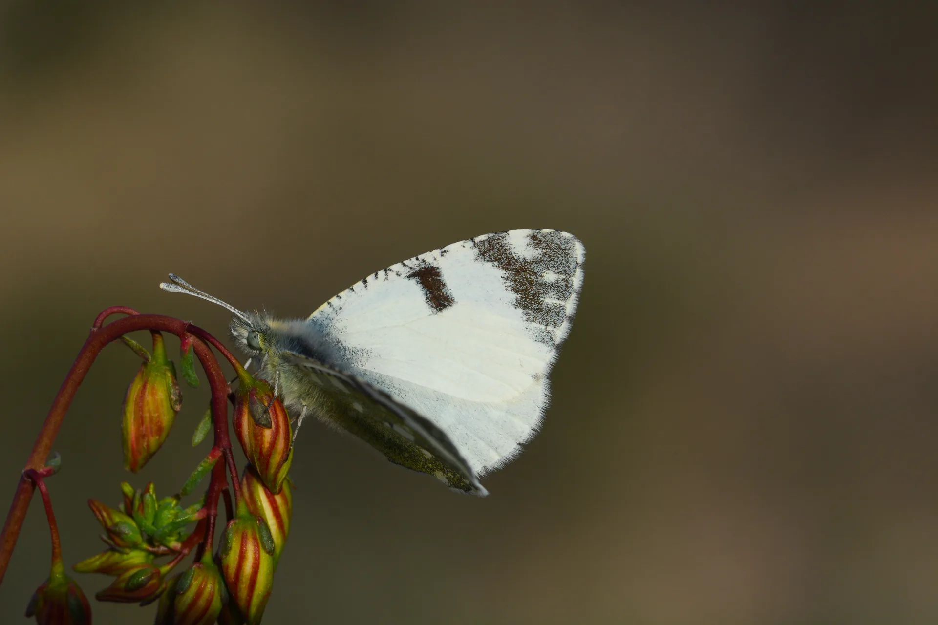 Euchloe tagis butterfly photo