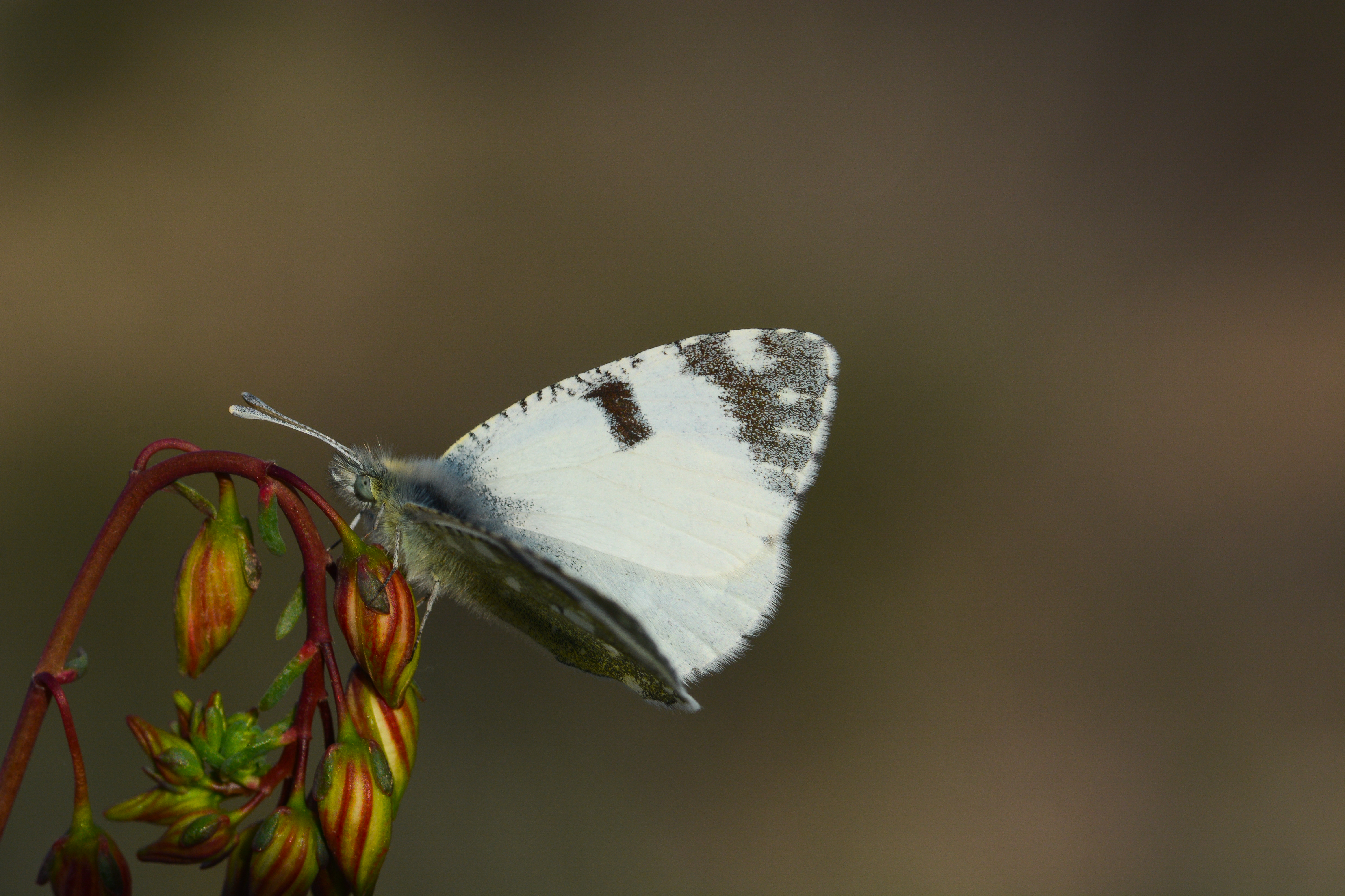 Euchloe tagis butterfly photo