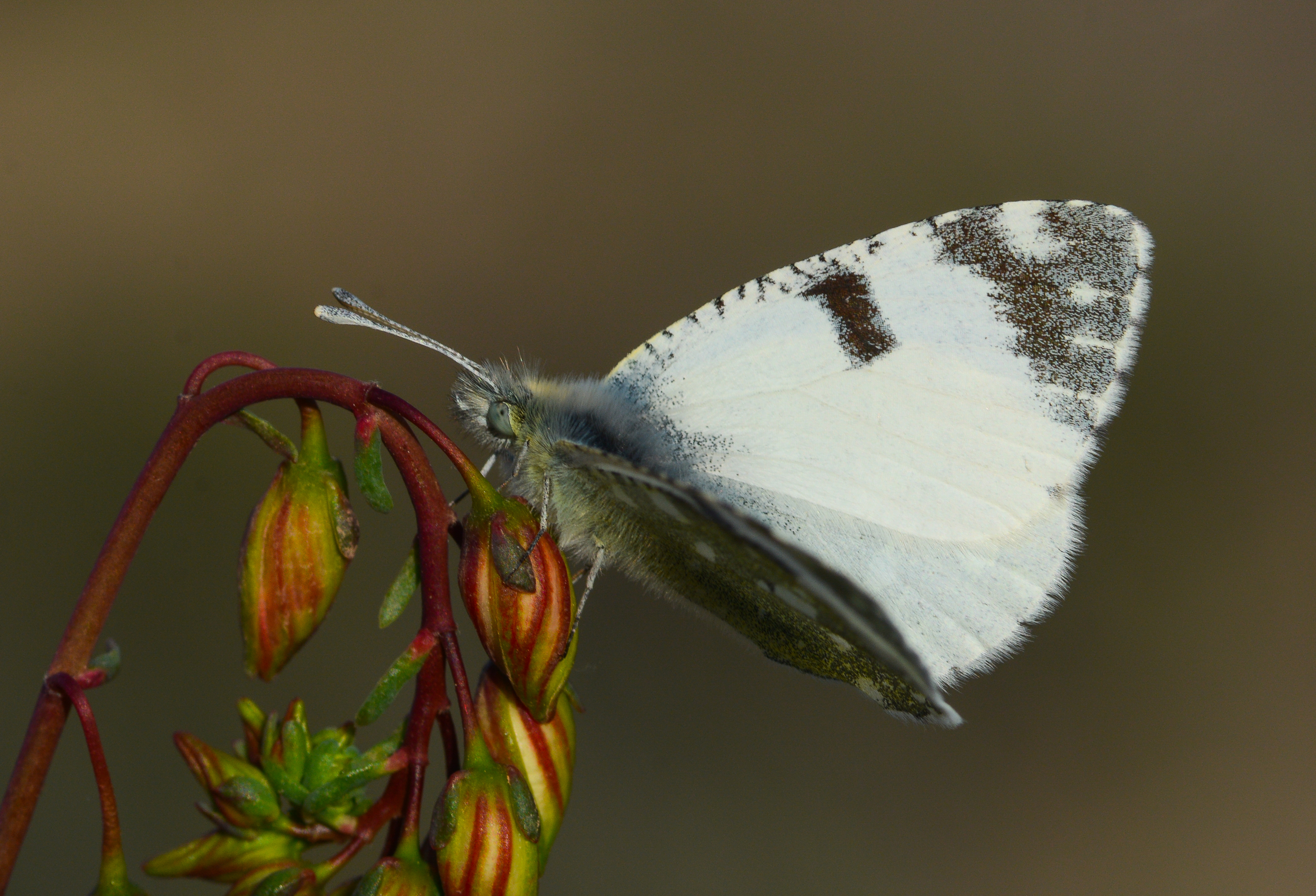Euchloe tagis butterfly photo