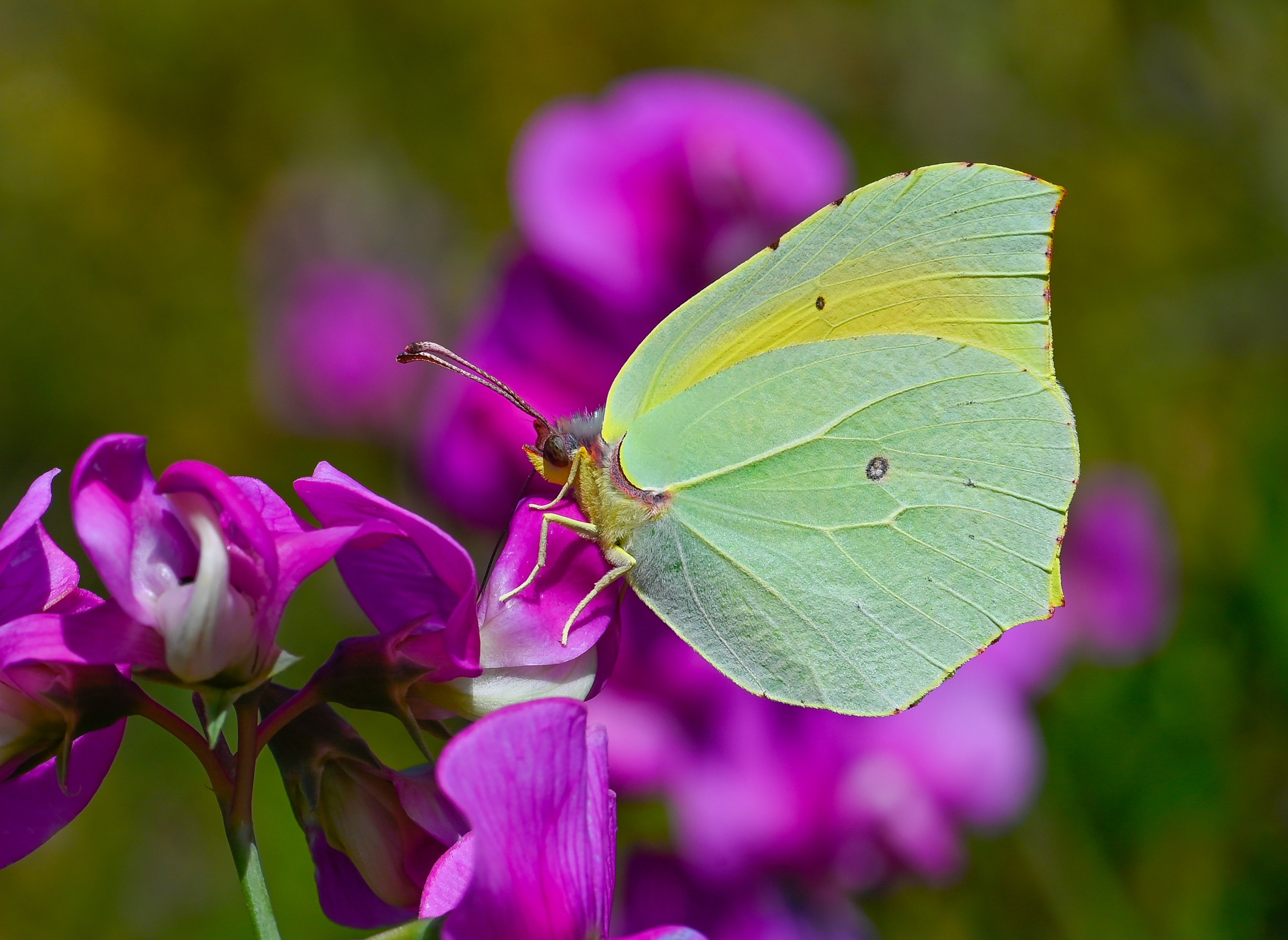 Gonepteryx cleopatra (Kleopatra) butterfly photo