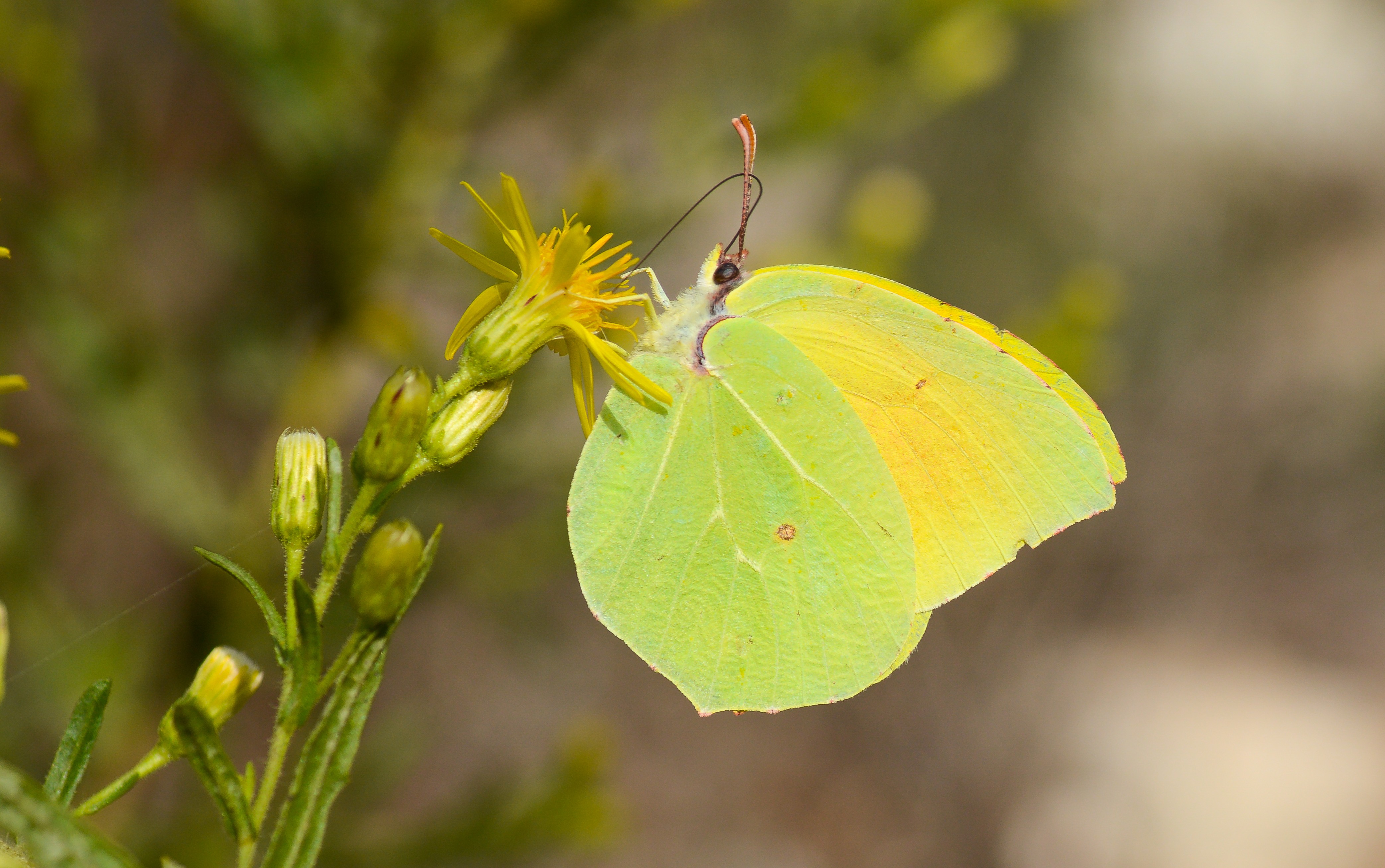 Gonepteryx cleopatra (Kleopatra) butterfly photo