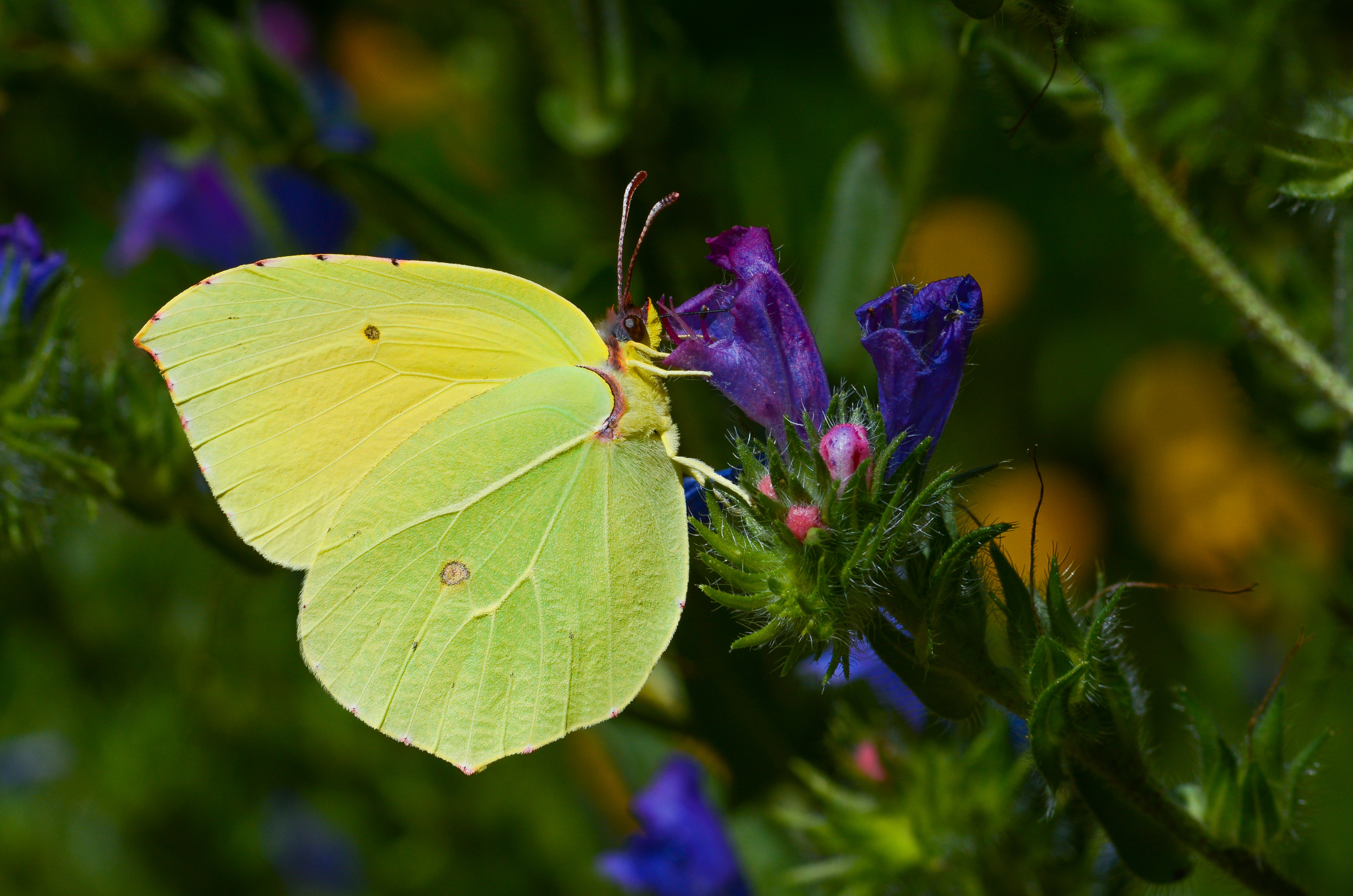 Gonepteryx cleopatra (Kleopatra) butterfly photo