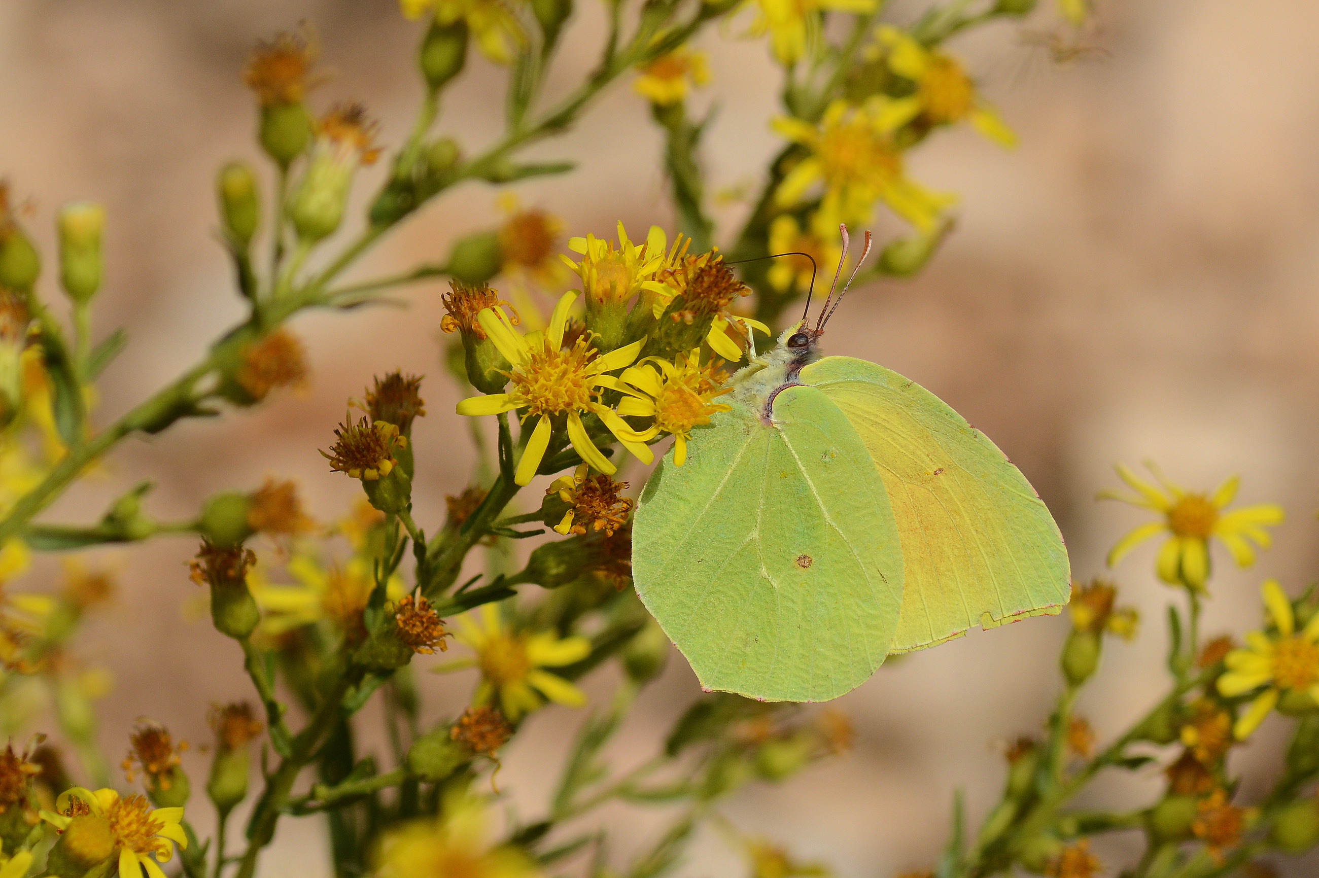 Gonepteryx cleopatra (Kleopatra) butterfly photo