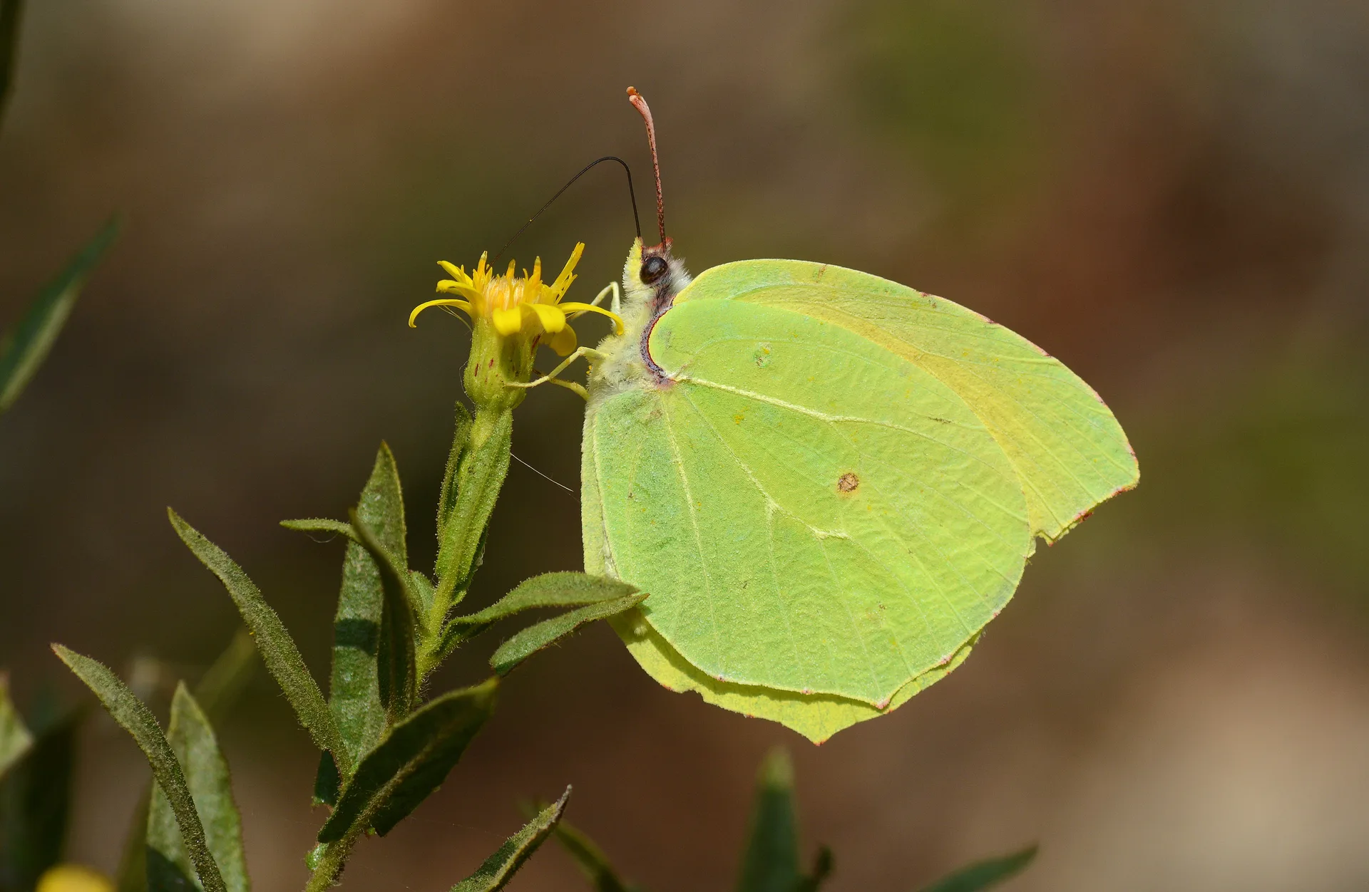 Gonepteryx cleopatra (Kleopatra) butterfly photo