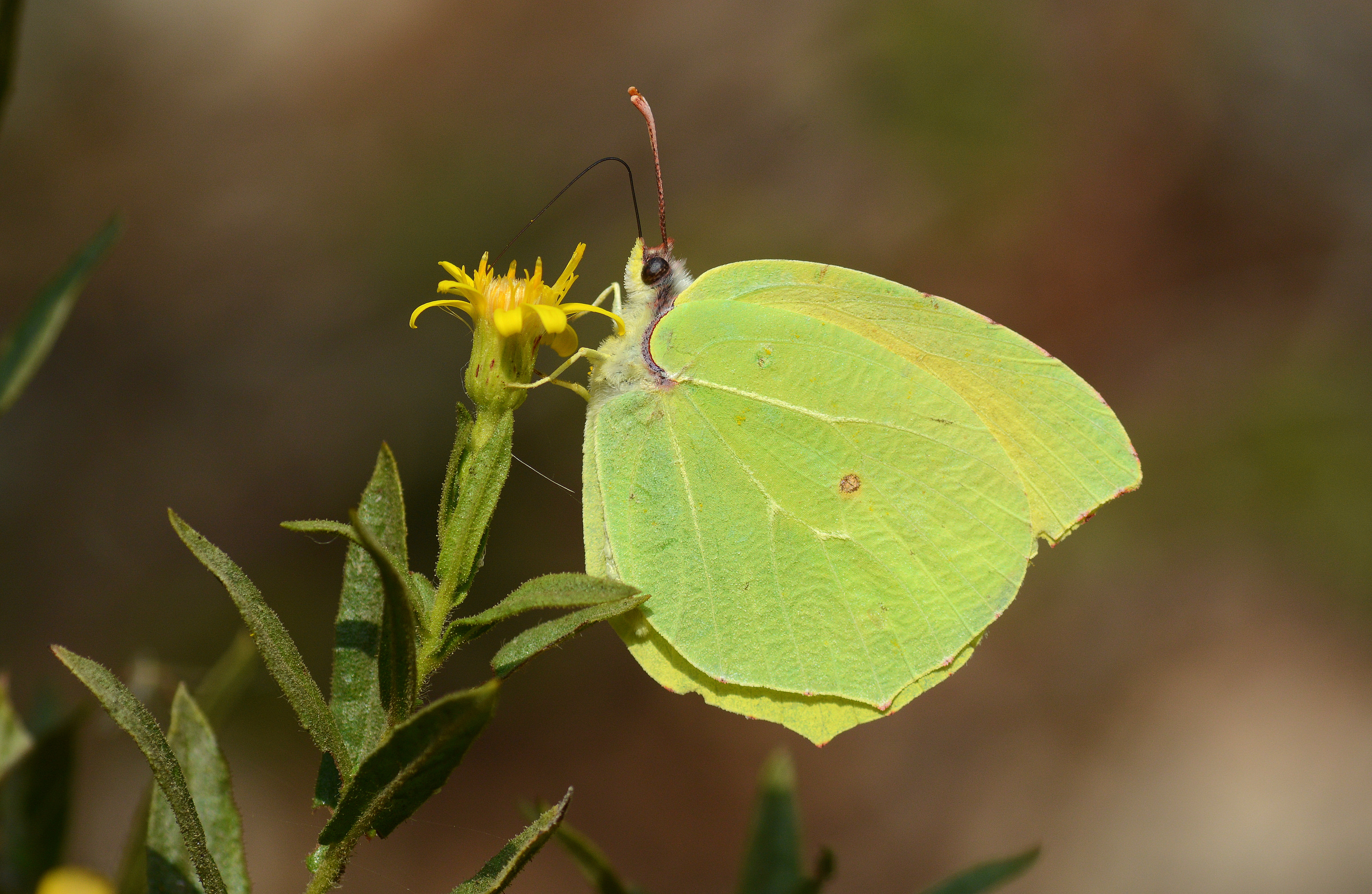 Gonepteryx cleopatra (Kleopatra) butterfly photo