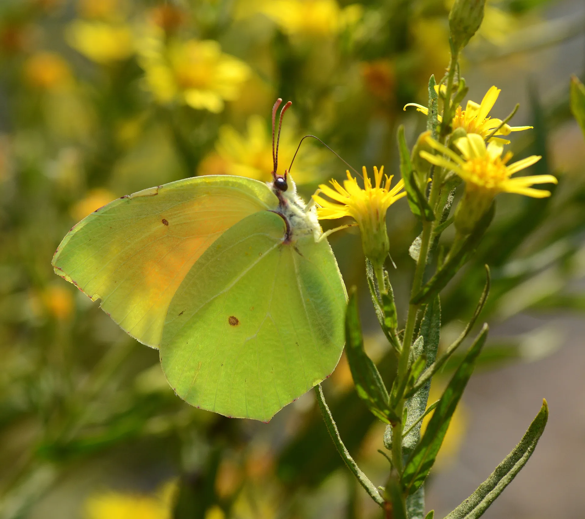 Gonepteryx cleopatra (Kleopatra) butterfly photo