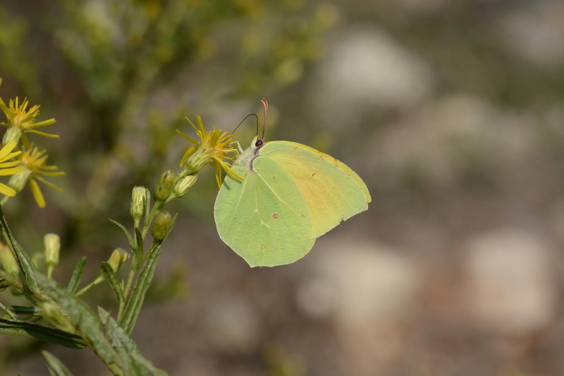 Gonepteryx cleopatra (Kleopatra) butterfly photo