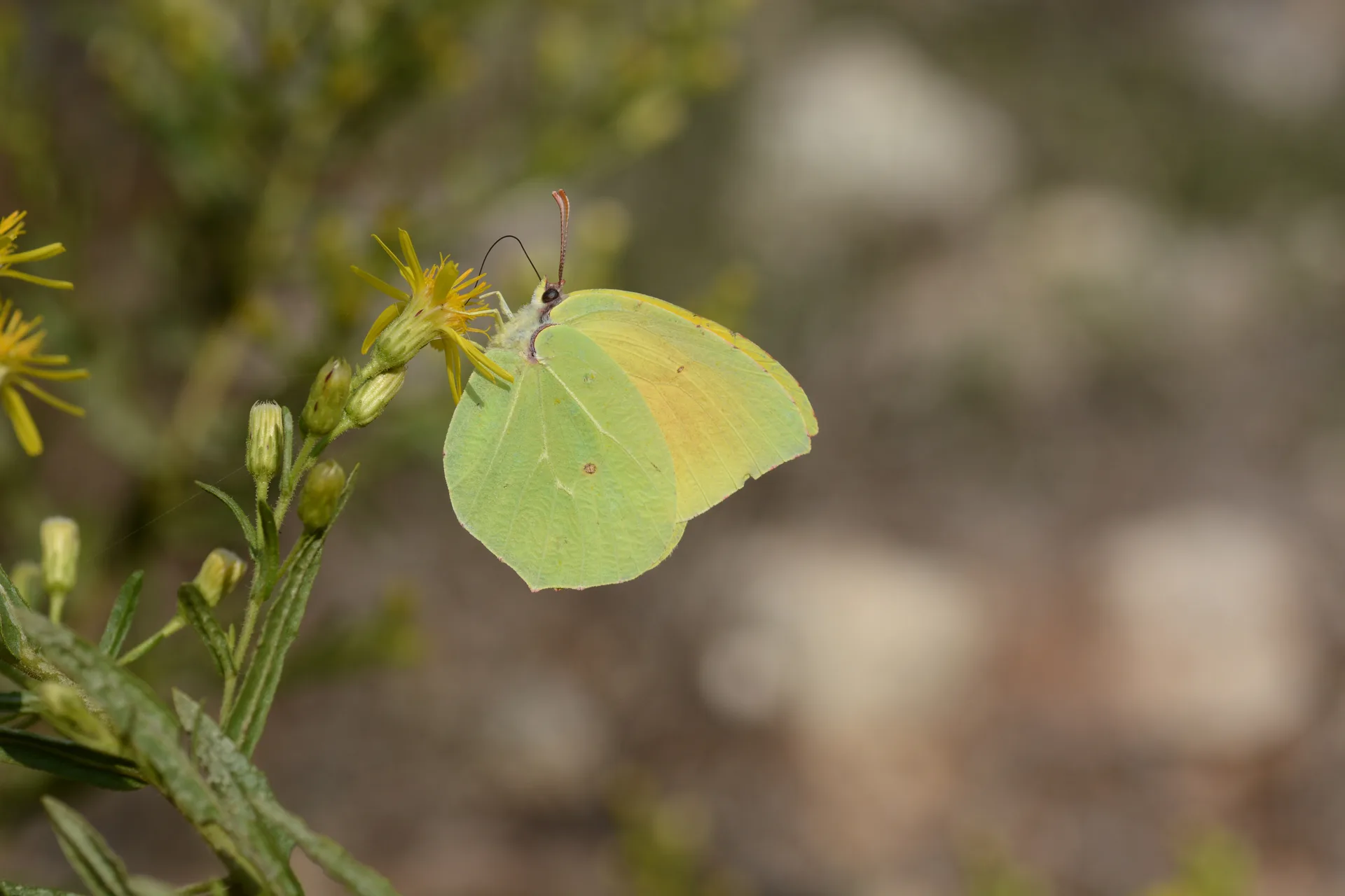 Gonepteryx cleopatra (Kleopatra) butterfly photo