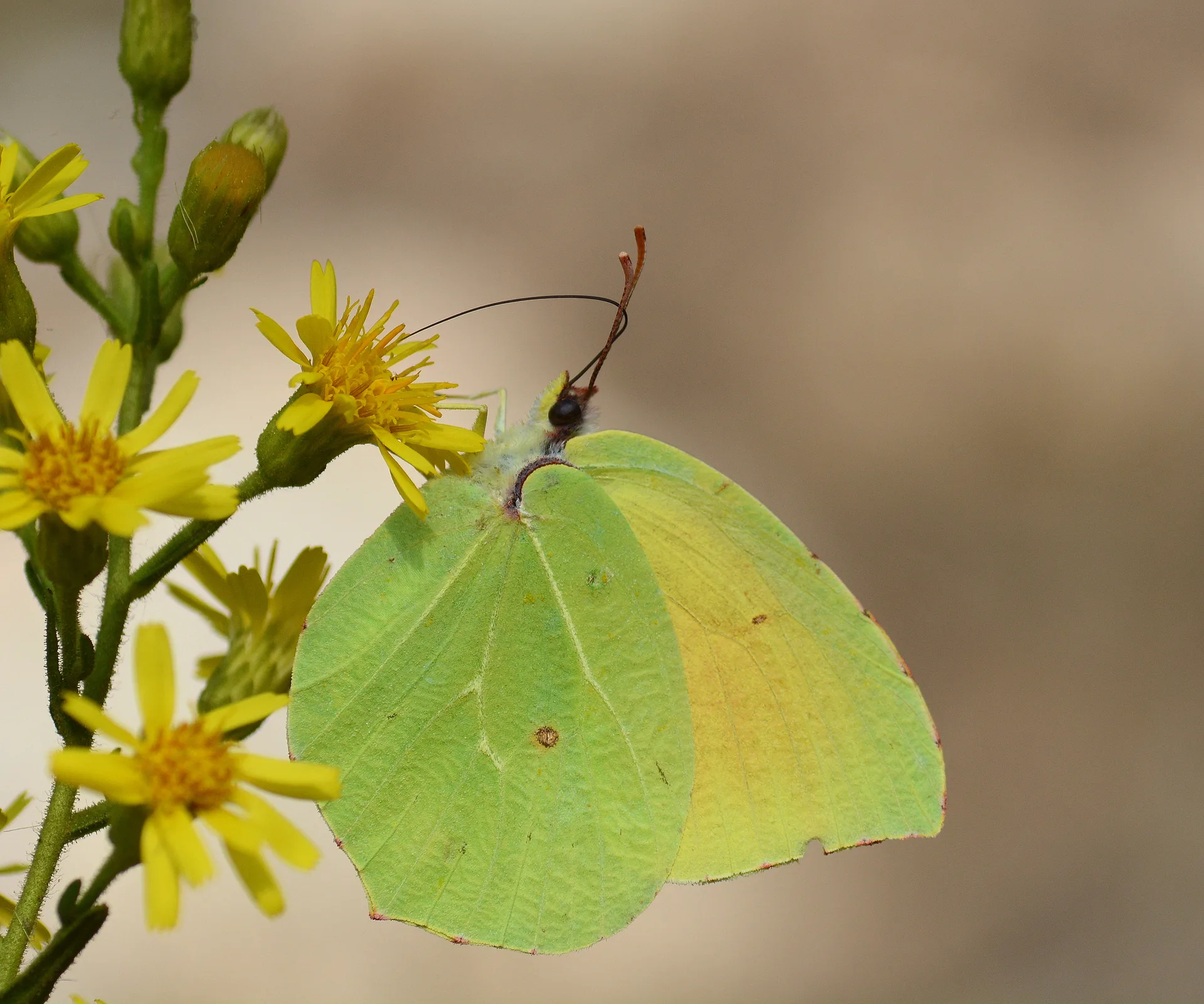 Gonepteryx cleopatra (Kleopatra) butterfly photo