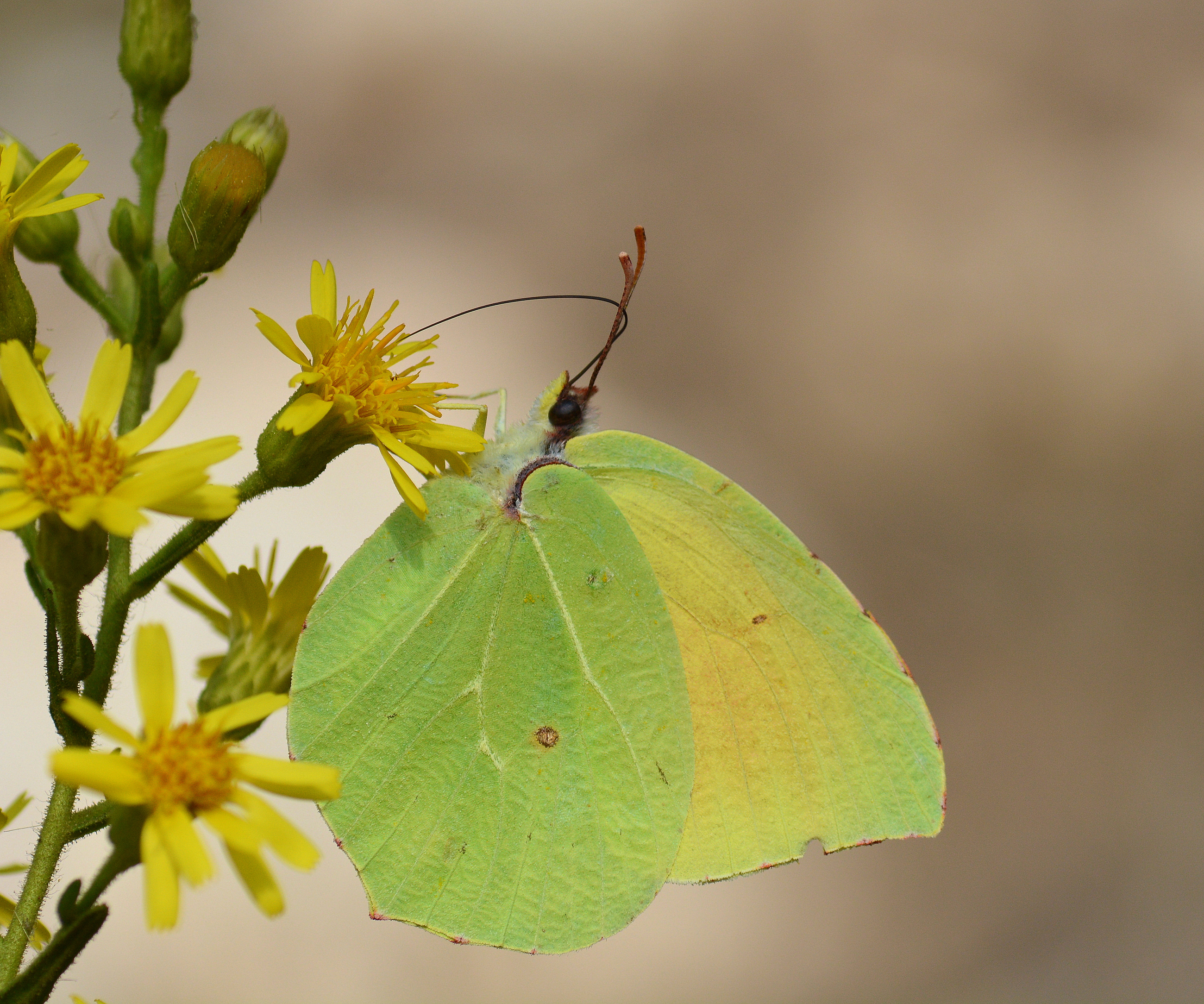 Gonepteryx cleopatra (Kleopatra) butterfly photo