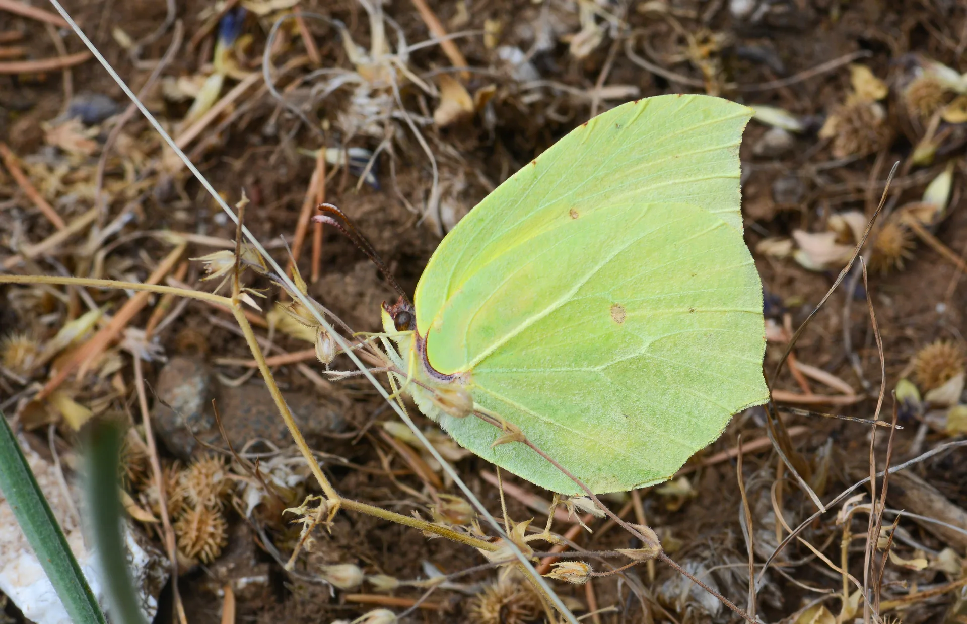 Gonepteryx farinosa (Anadolu Orakkanadı) butterfly photo