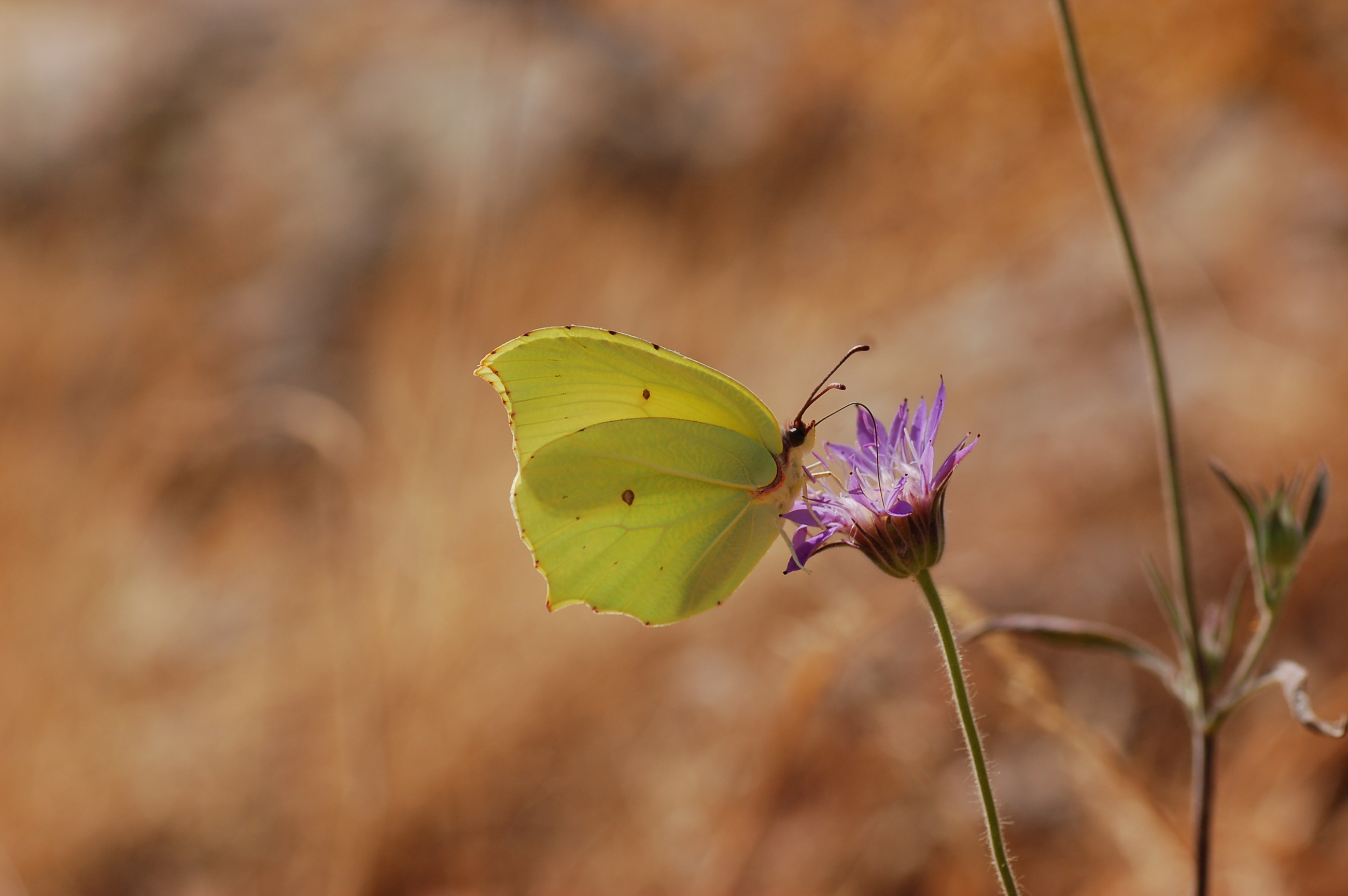 Gonepteryx farinosa (Anadolu Orakkanadı) butterfly photo