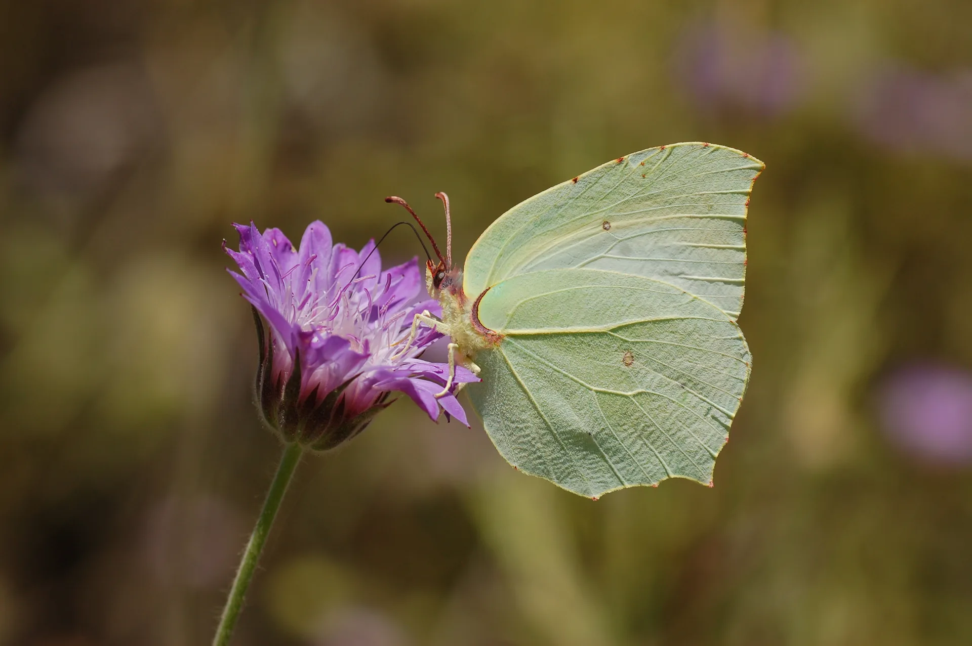 Gonepteryx farinosa (Anadolu OrakkanadÄ±) butterfly photo