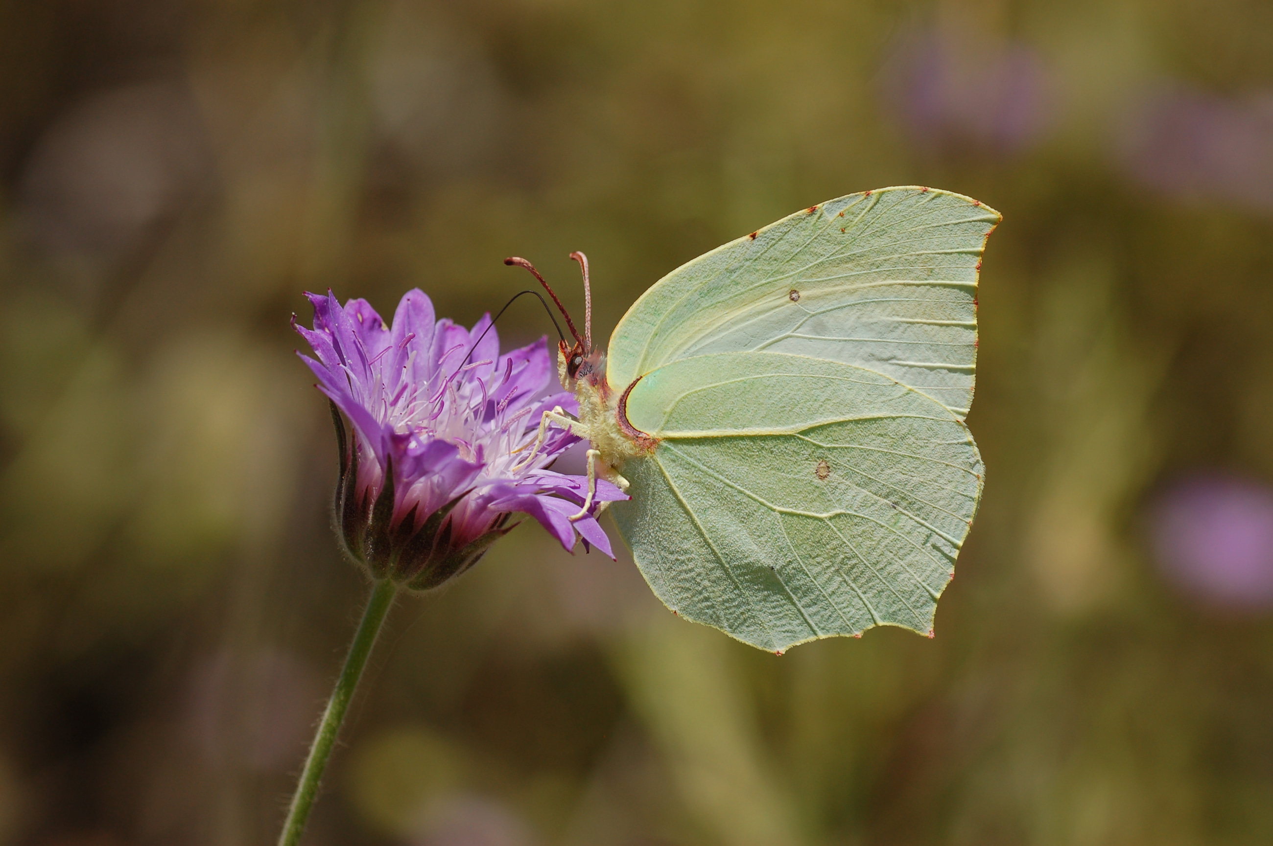 Gonepteryx farinosa (Anadolu Orakkanadı) butterfly photo