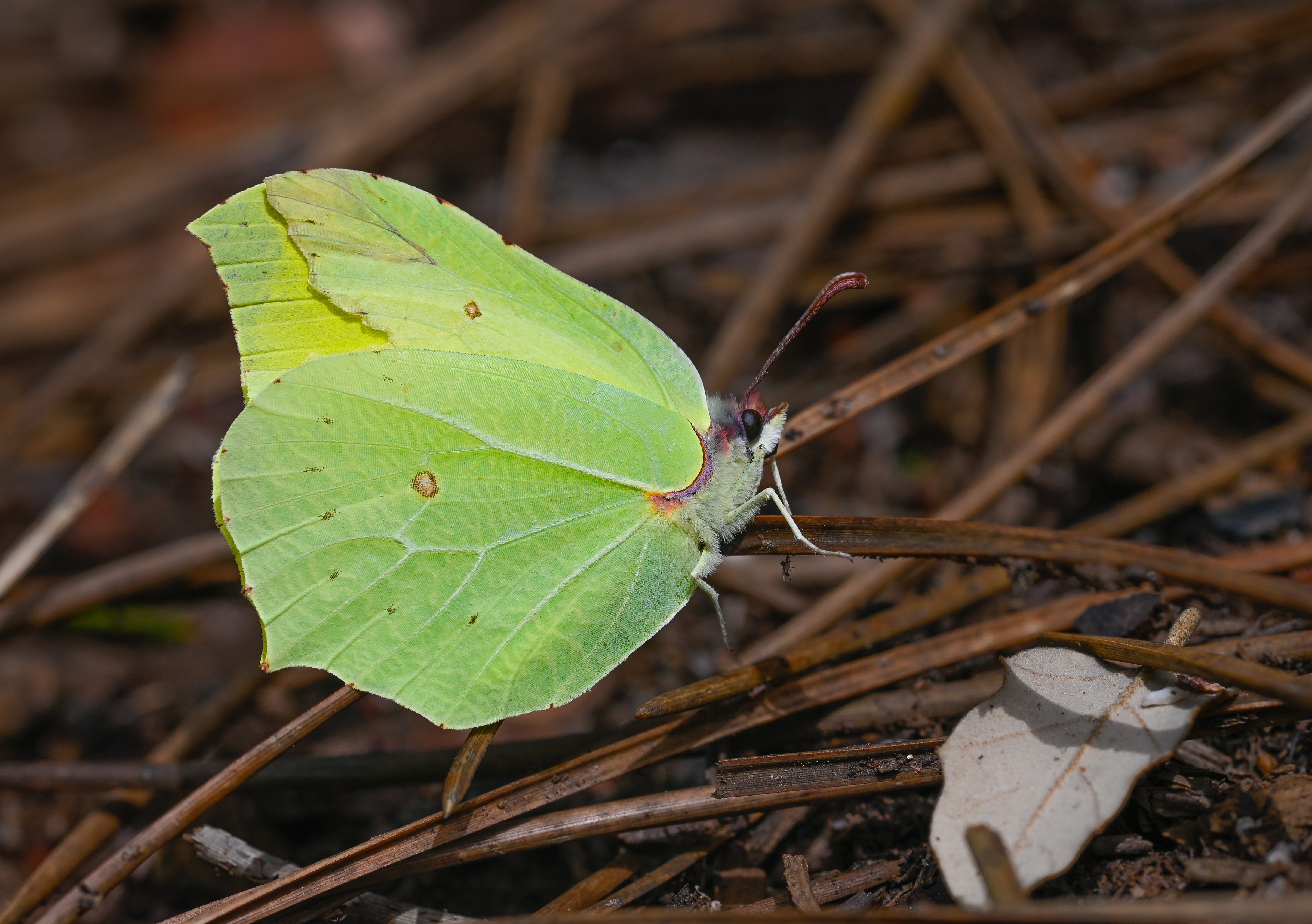 Gonepteryx rhamni (Orakkanat) butterfly photo