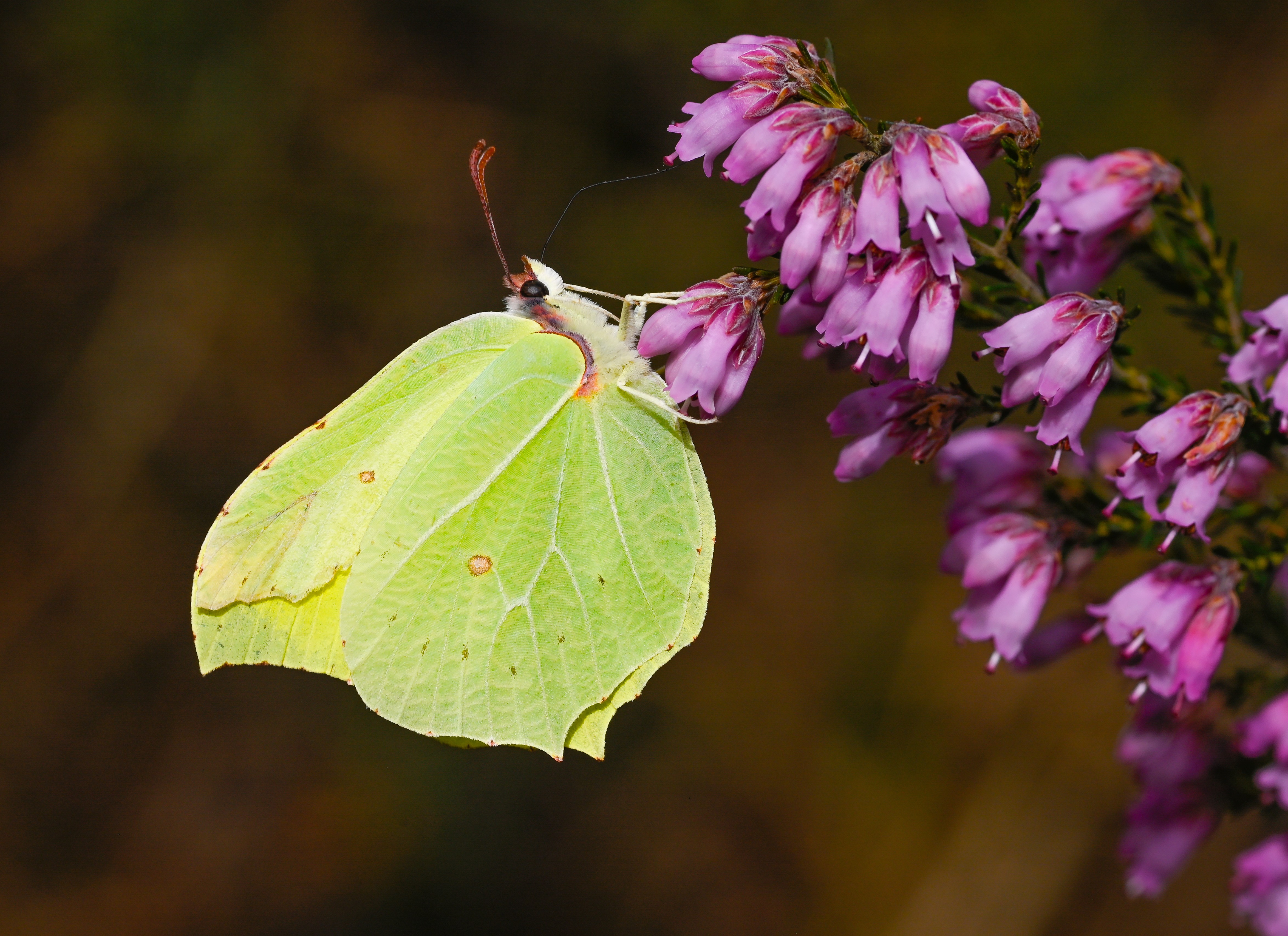 Gonepteryx rhamni (Orakkanat) butterfly photo