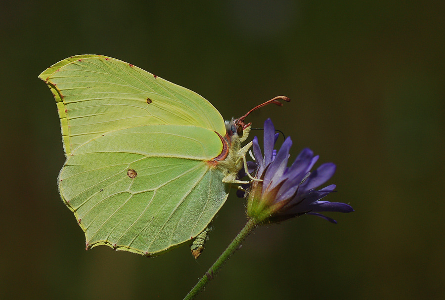 Gonepteryx rhamni (Orakkanat) butterfly photo