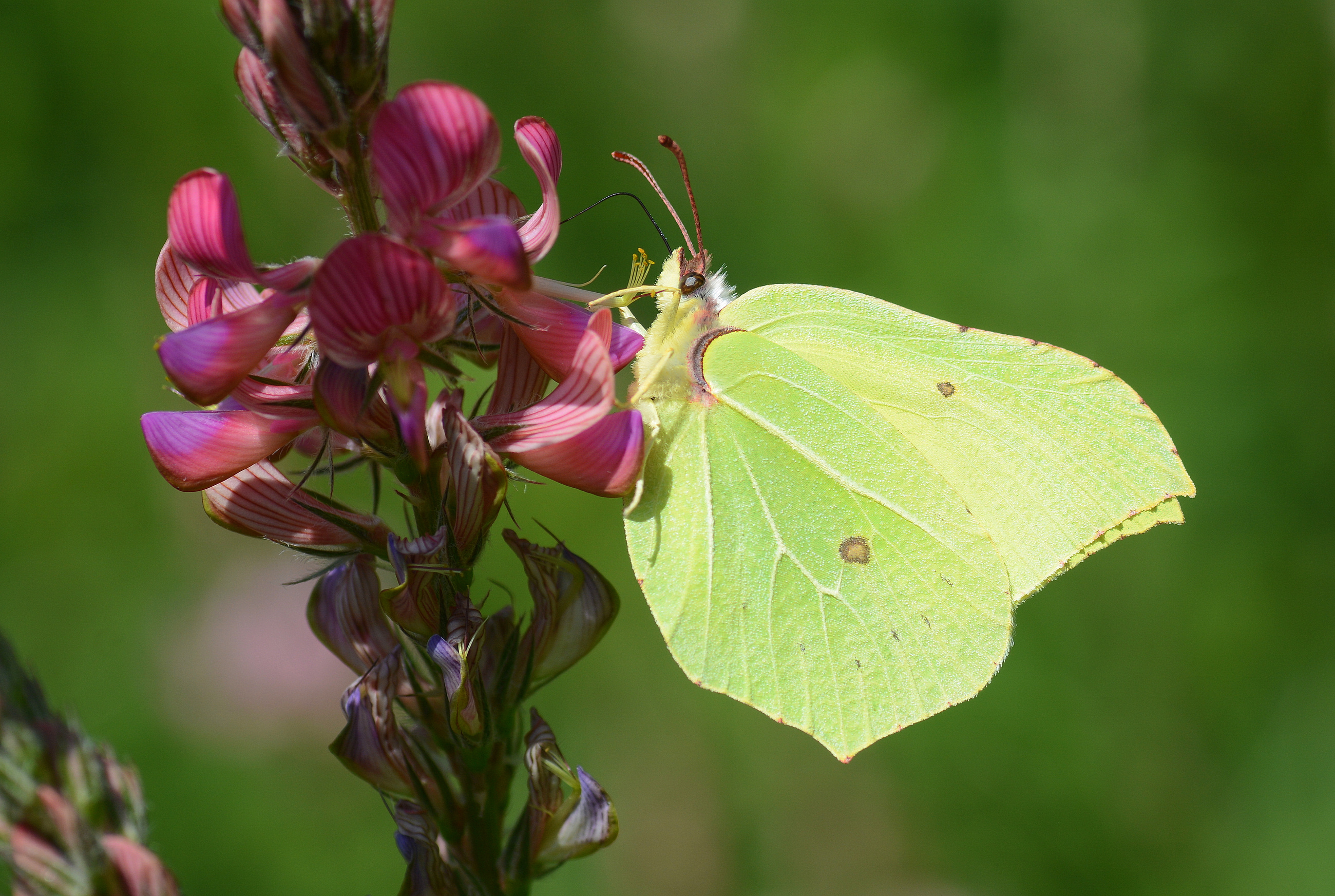 Gonepteryx rhamni (Orakkanat) butterfly photo