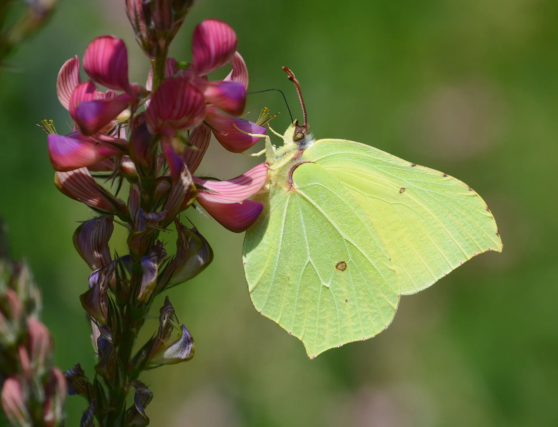 Gonepteryx rhamni (Orakkanat) butterfly photo
