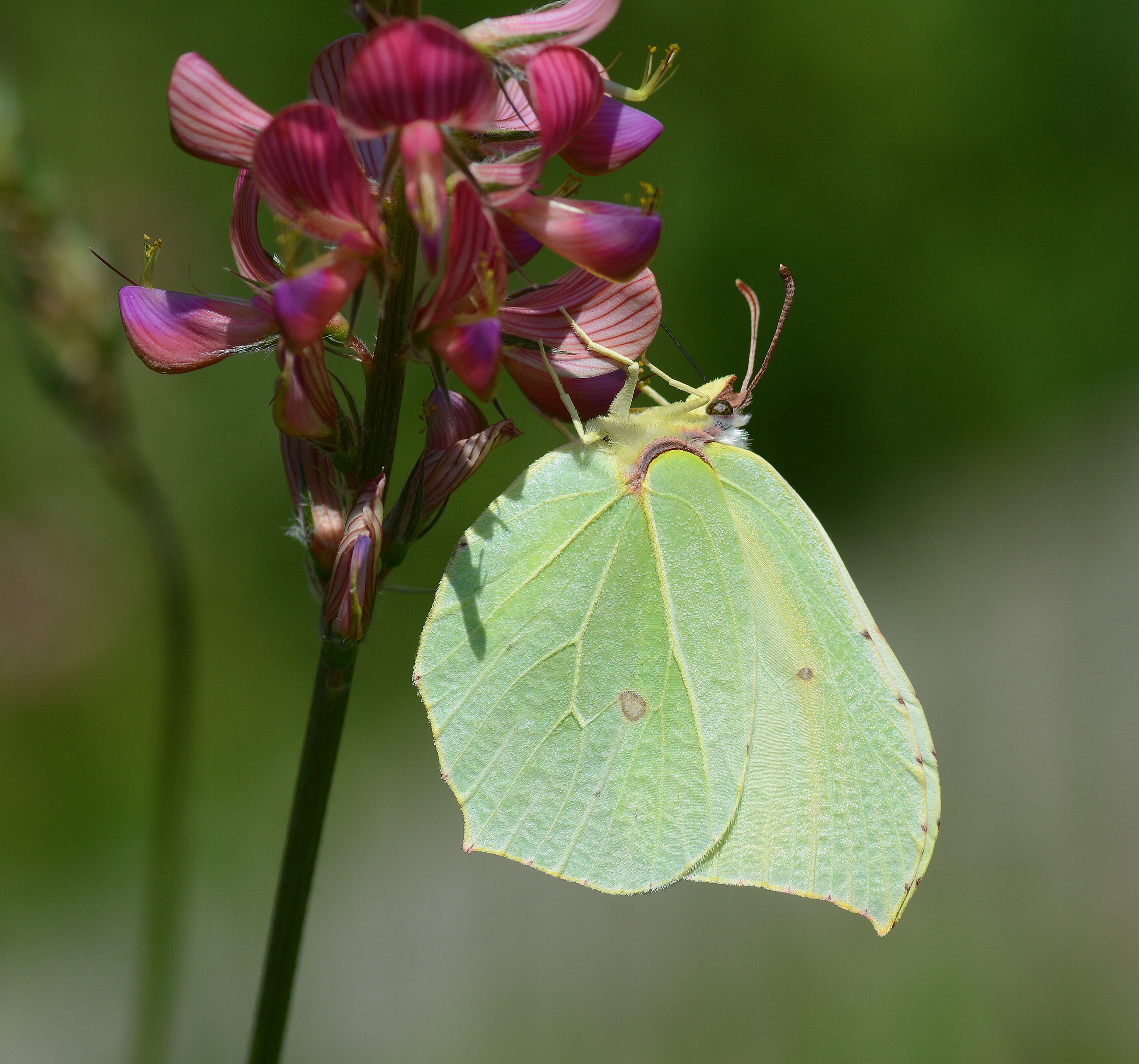 Gonepteryx rhamni (Orakkanat) butterfly photo