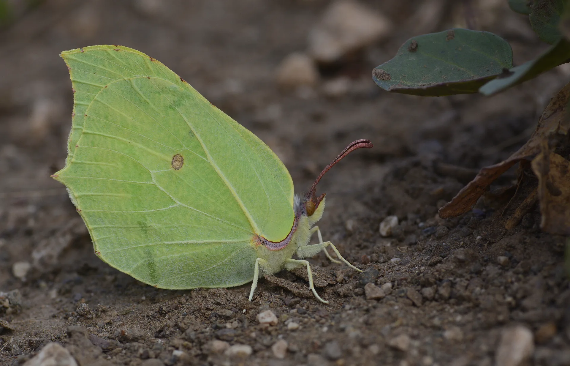 Gonepteryx rhamni (Orakkanat) butterfly photo