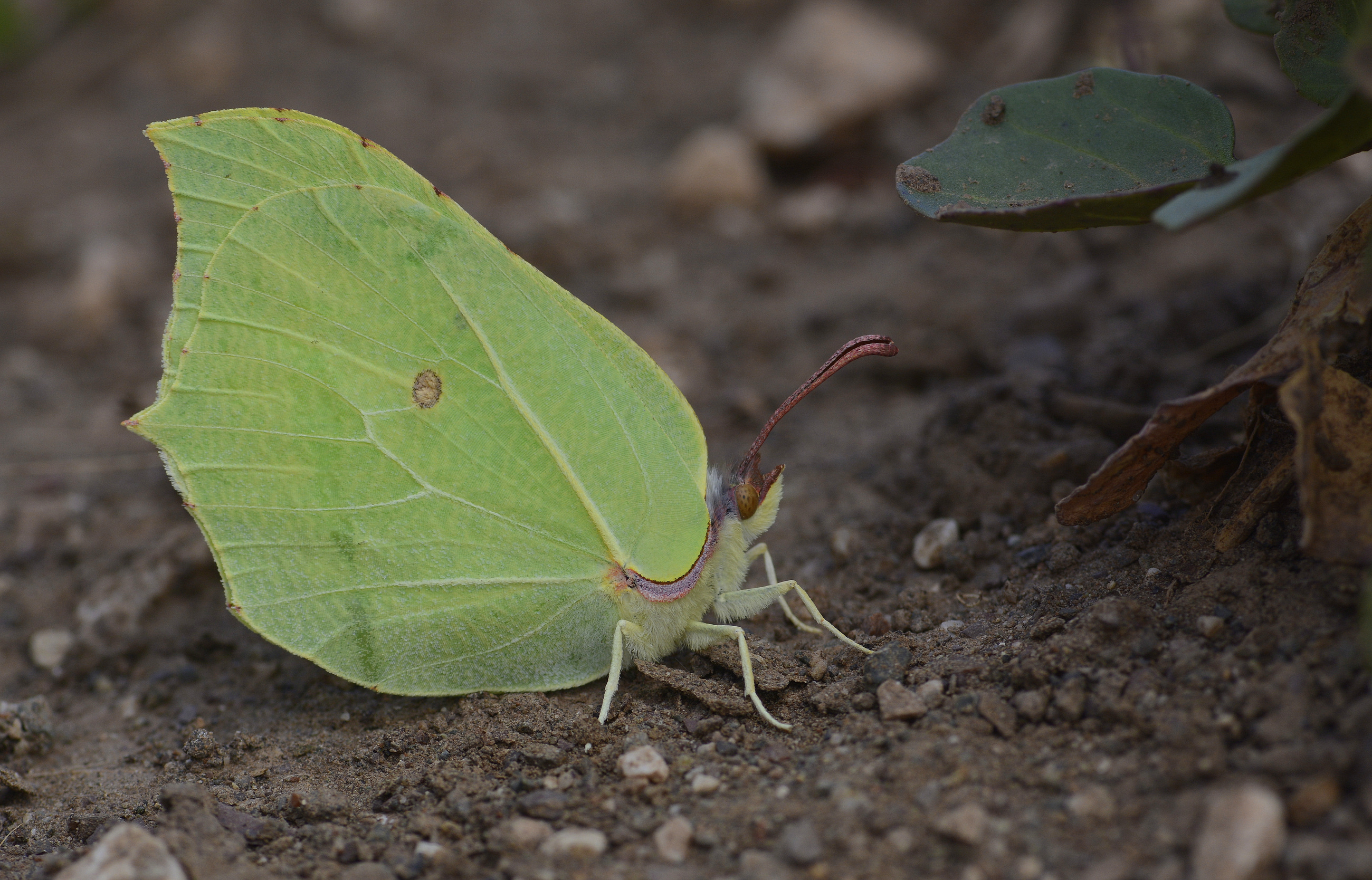 Gonepteryx rhamni (Orakkanat) butterfly photo