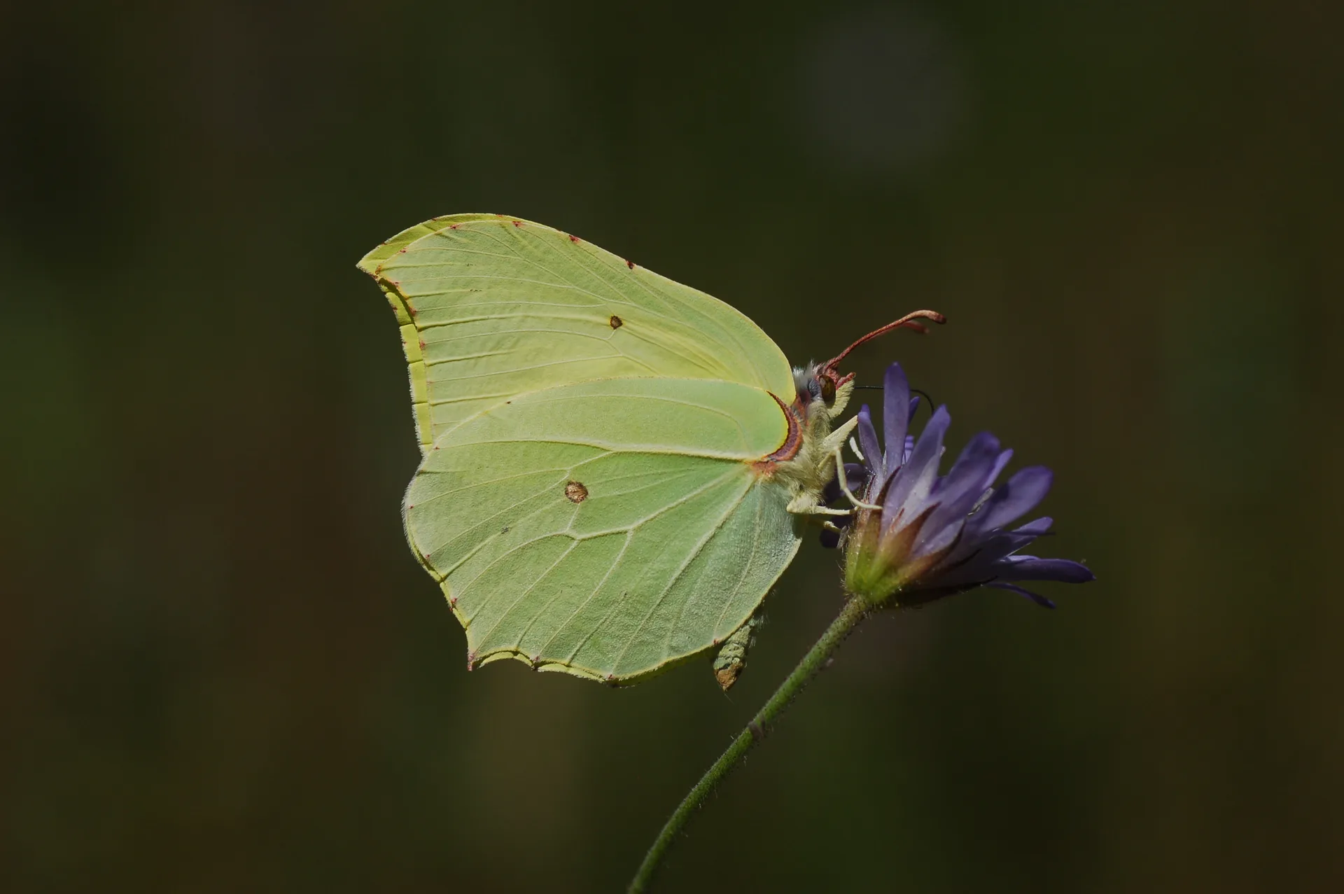 Gonepteryx rhamni (Orakkanat) butterfly photo