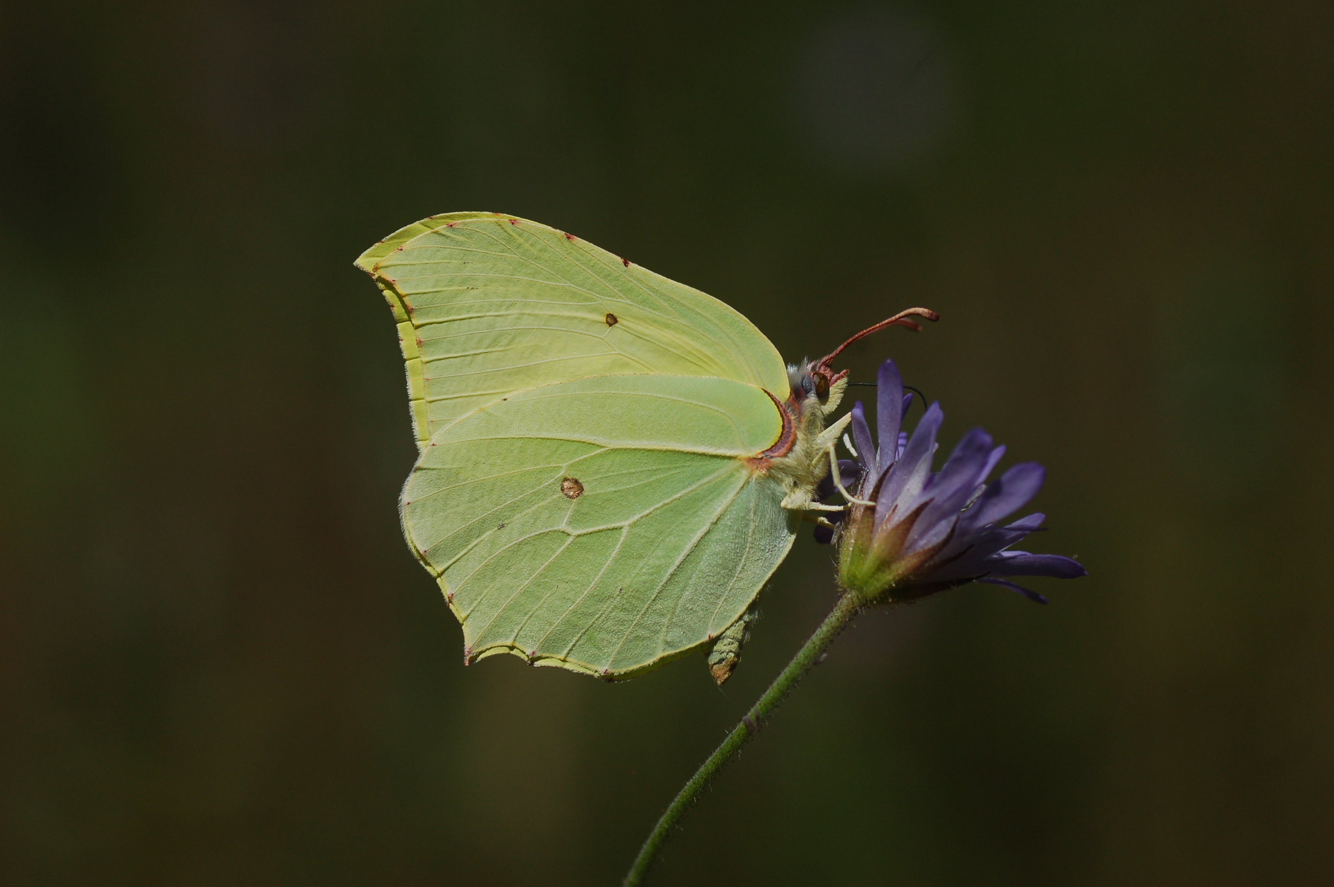 Gonepteryx rhamni (Orakkanat) butterfly photo