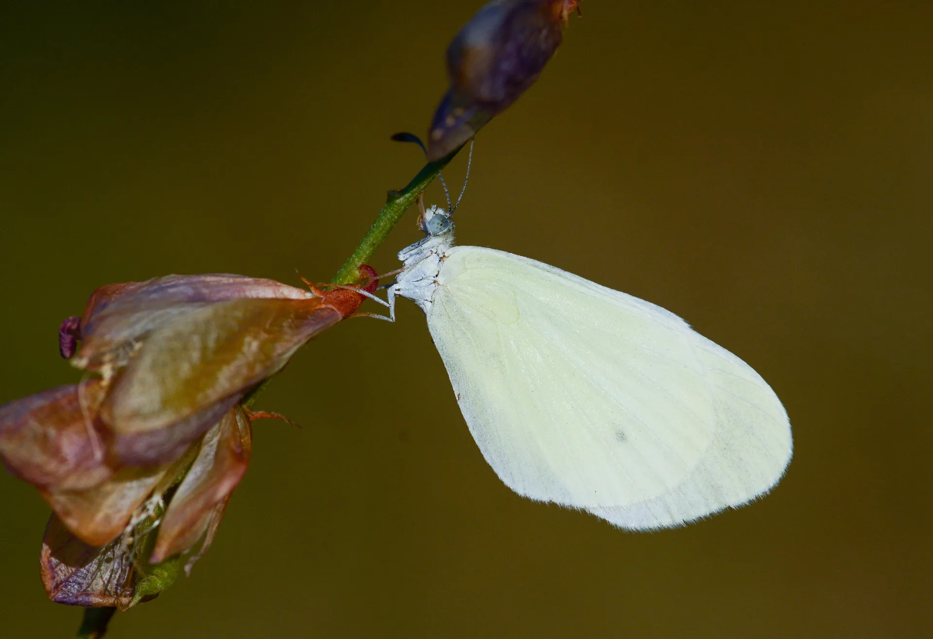 Leptidea duponcheli (Doğulu Narinormanbeyazı) butterfly photo