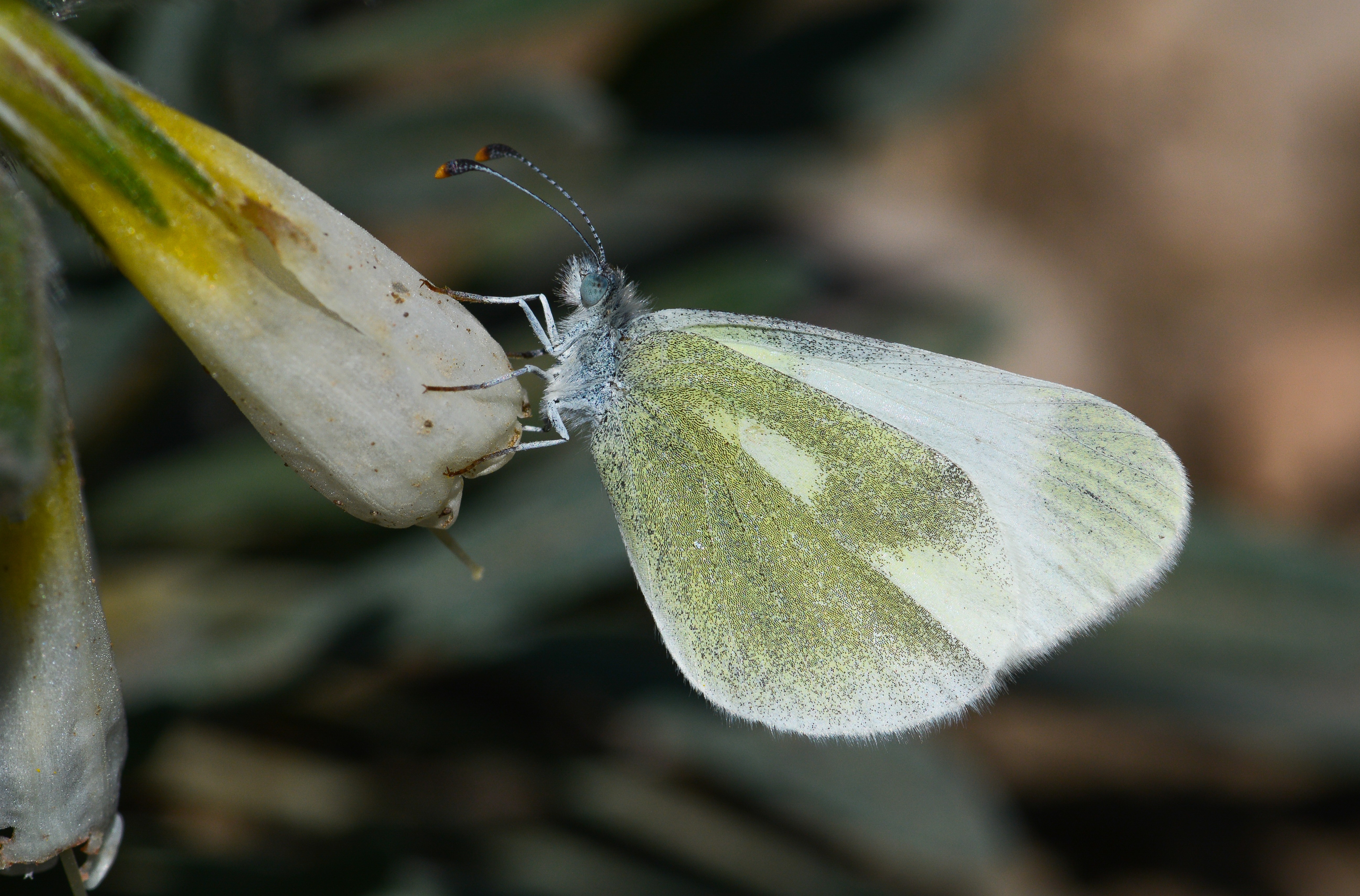 Leptidea duponcheli (Doğulu Narinormanbeyazı) butterfly photo