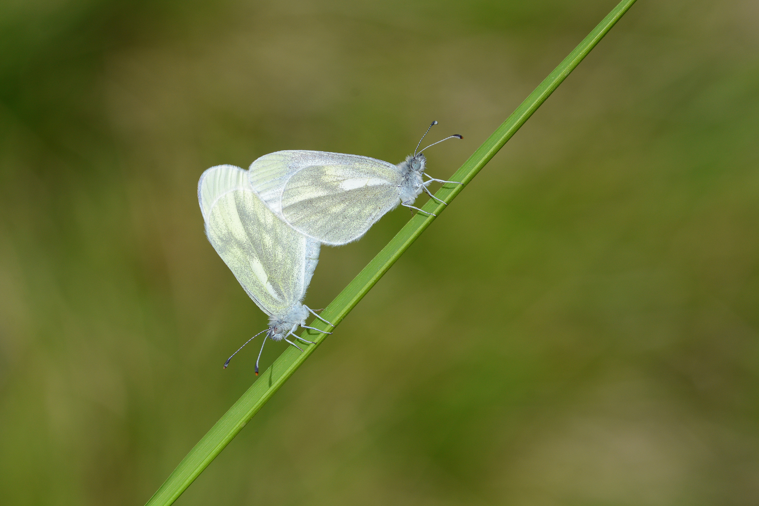 Leptidea sinapis (Narinormanbeyazı) butterfly photo